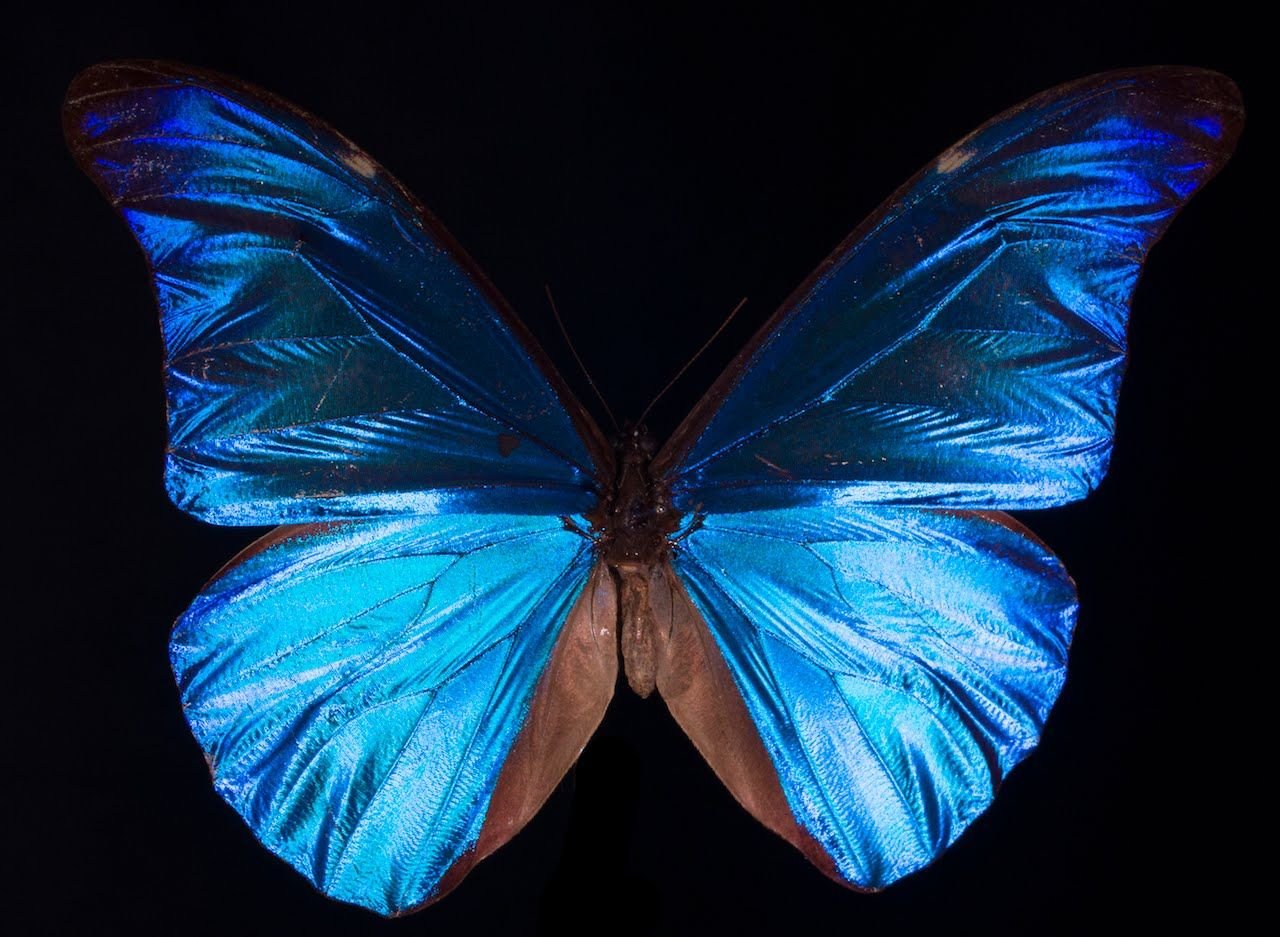 Простые крылья бабочки. Бабочка Блю Морфо. Блю Баттерфляй бабочки. Голубая Артынская бабочка. Голубая бабочка Монарх.