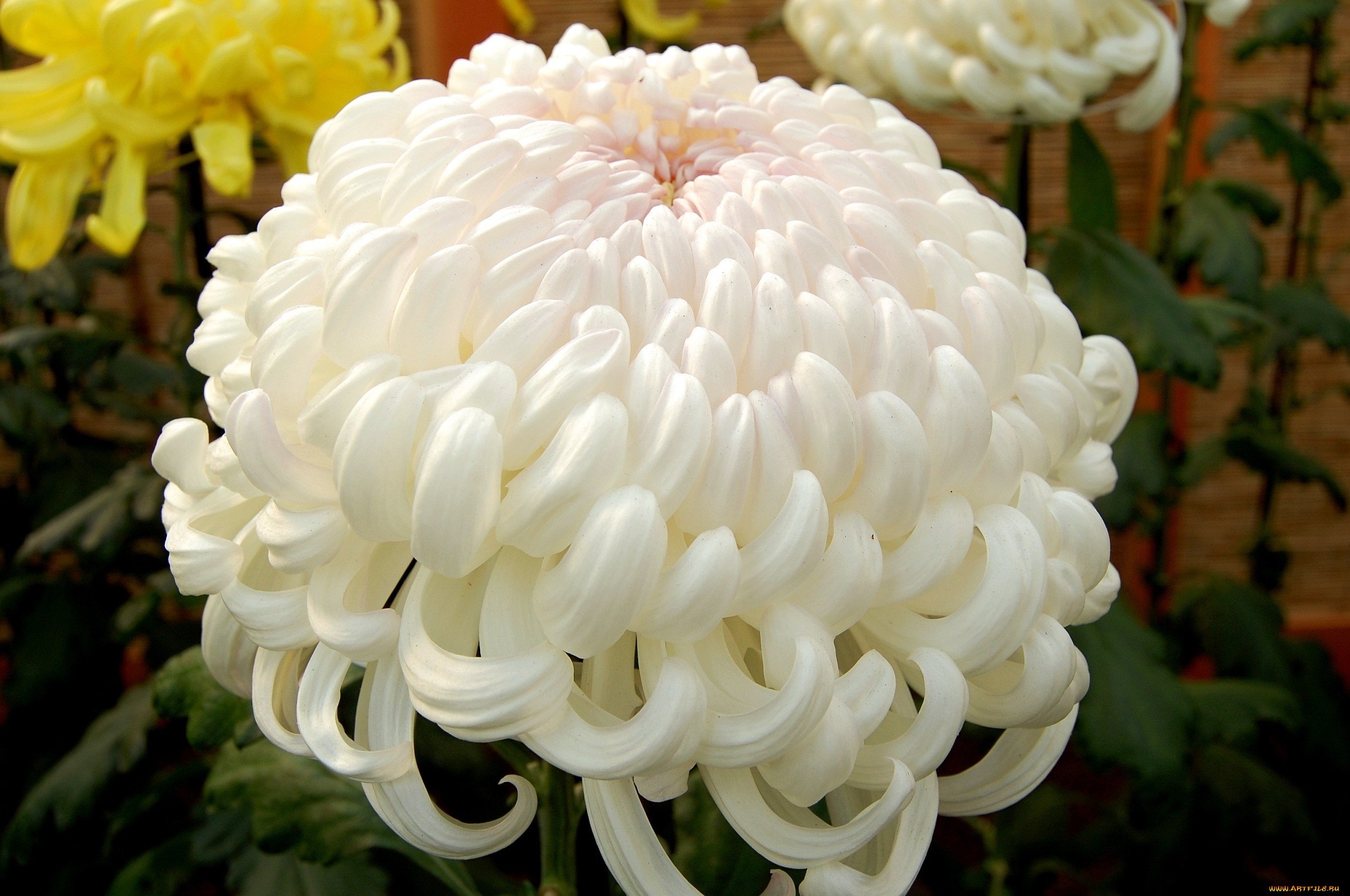 Цветок с большими шапками цветков. Хризантема Минка белая. Королевские хризантемы шаровидные. Хризантема Ребонет. Хризантема гитиланж.