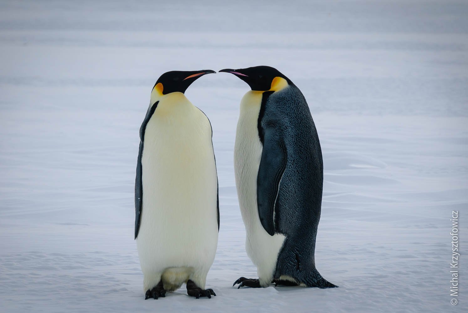 Пингвины моей мамы 4. Императорский Пингвин в Антарктиде. Королевский Пингвин. Пингвины Королевские Императорские. Пингвин Королевский или Императорский.