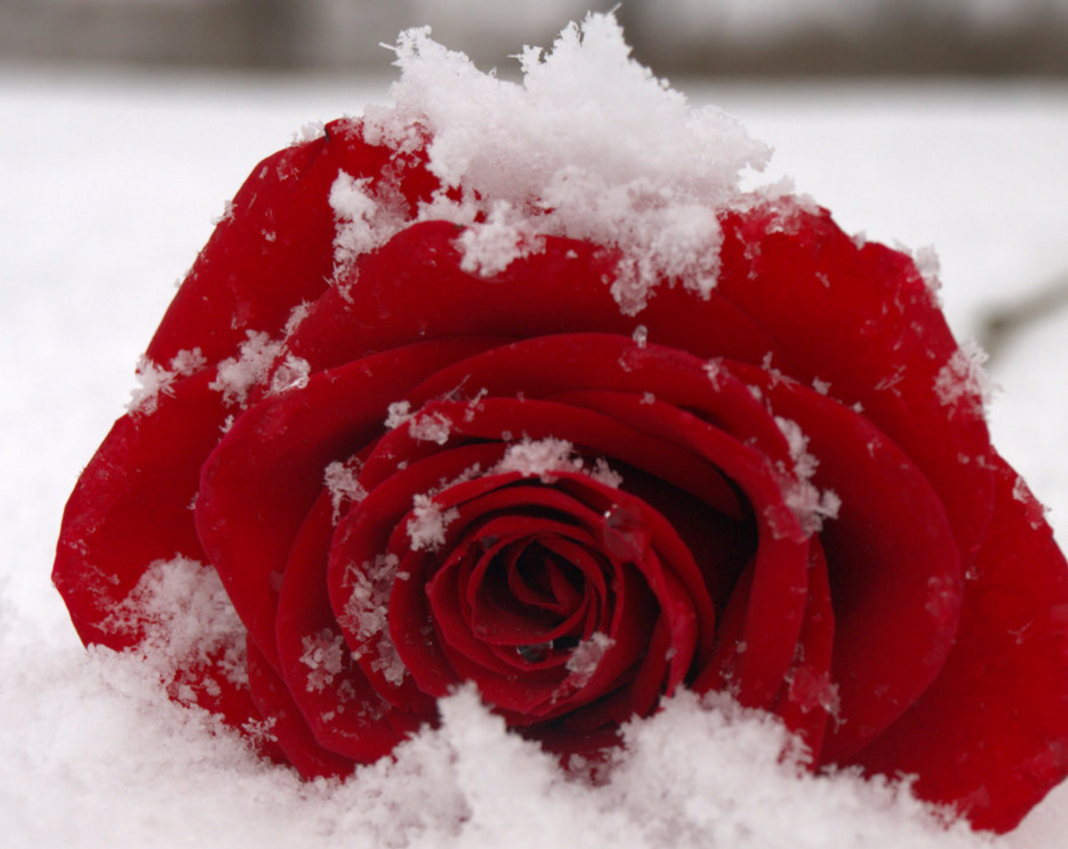 Красные цветы зимние розы. Розы на снегу. Красные цветы на снегу. Красная роза на снегу. Зимняя роза.