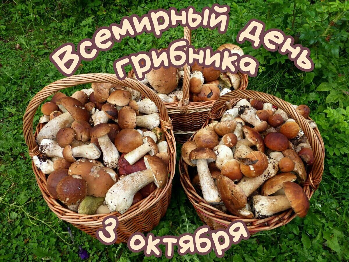 Путем грибной мудрости. День грибника. С днём рождения грибнику. Всемирный день грибов. Праздник грибов.