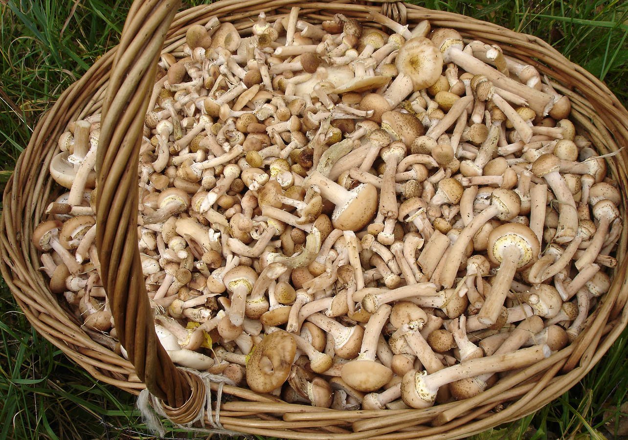 Пшеничный гриб. Опята в Калужской области. Опята в Калужской области сейчас. Липовки грибы. Опята в корзинке.