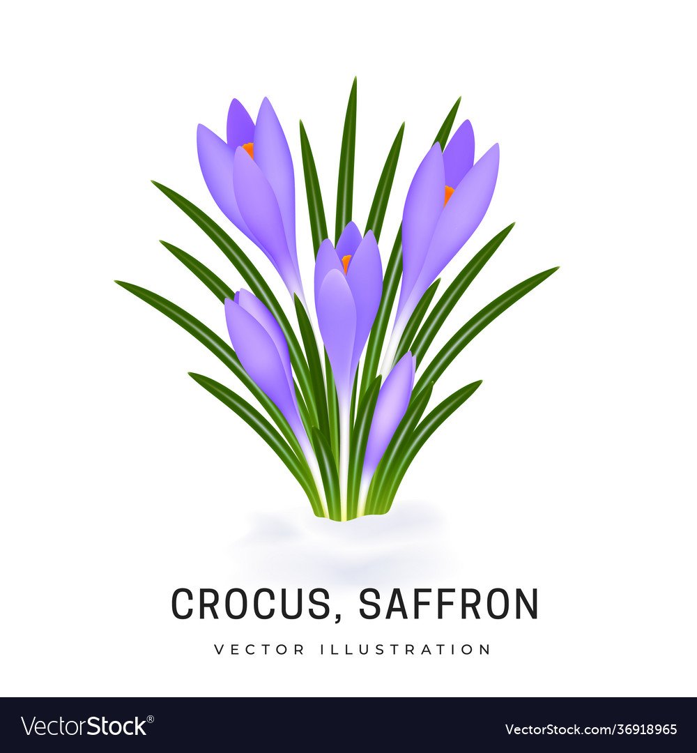 Весенние цветы. Крокусы вектор. Весенние цветы картинки. Иллюстрация Кристины Крокус.