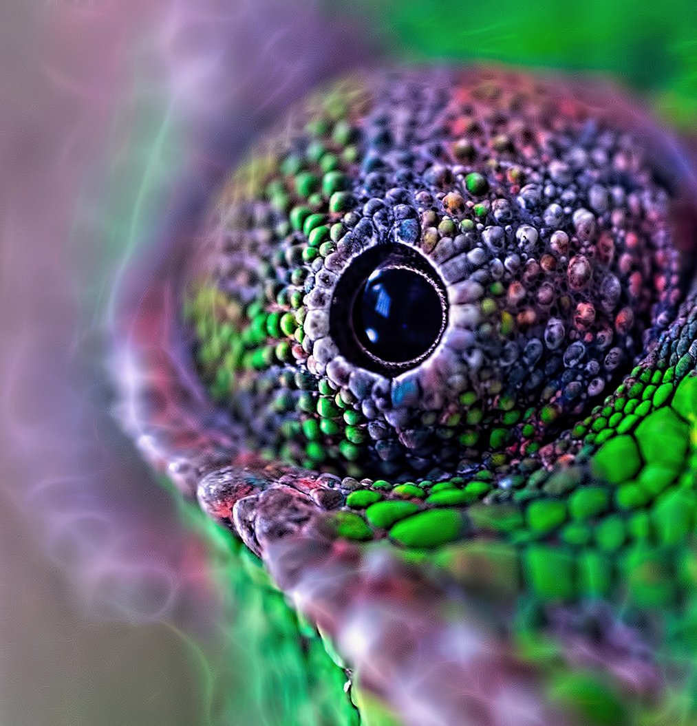 Хамелеон точка. Глаза хамелеон. Макросъёмка глаза. Глаза животных макро. Макрофотография глаза.