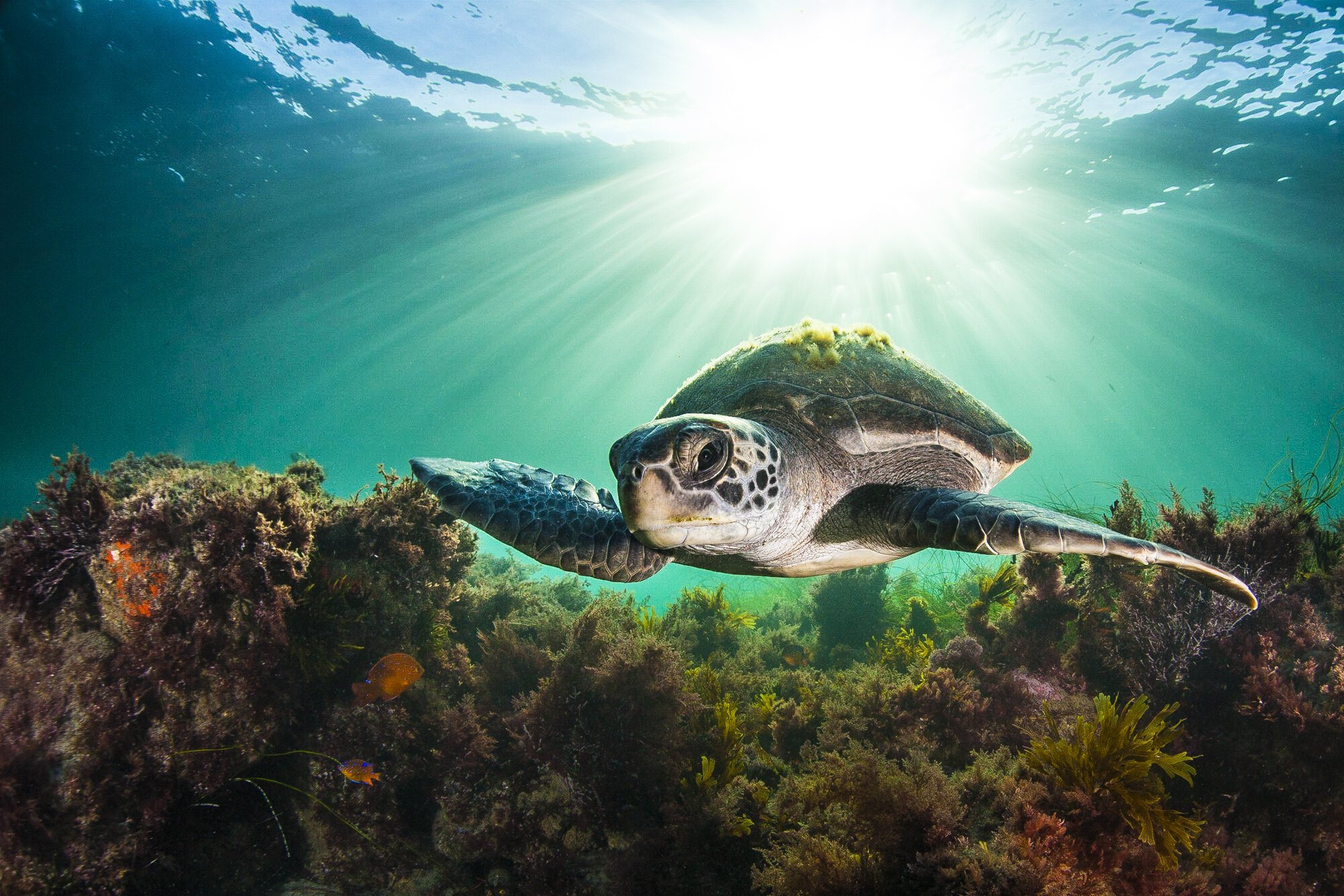 Тест черепахи. Морская черепашка тест. Смешные фото с индонезийской черепахой.