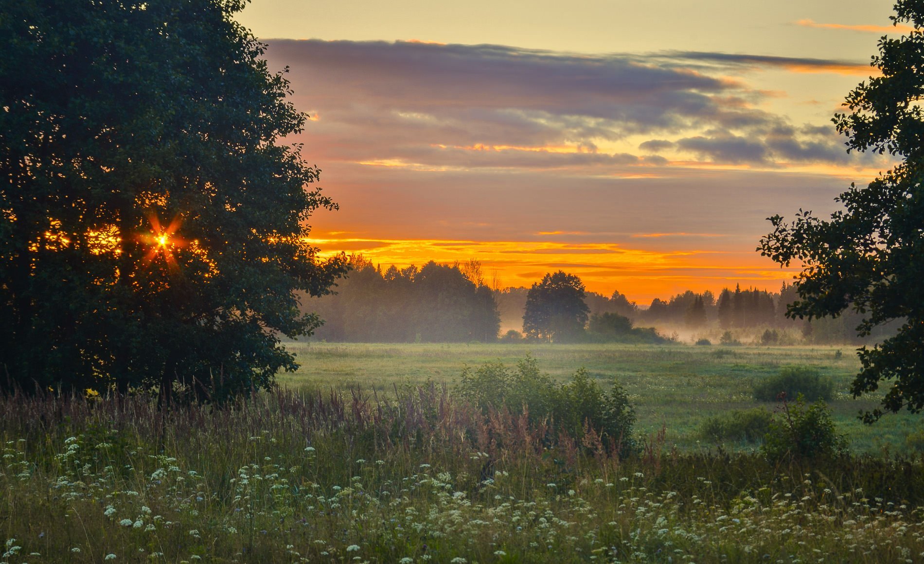 Солнце над лесом. Утренний пейзаж деревня Герасимов. Летний рассвет. Природа рассвет. Рассвет летом.