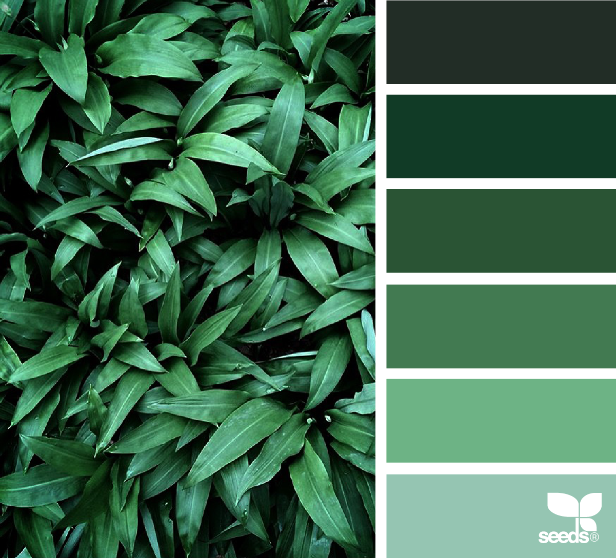 Зеленая раскладка. Палитра Сидс холодные зелёные. Seeds Color Palette изумрудный. Палитра зеленых оттенков. Темно зеленый цвет палитра.