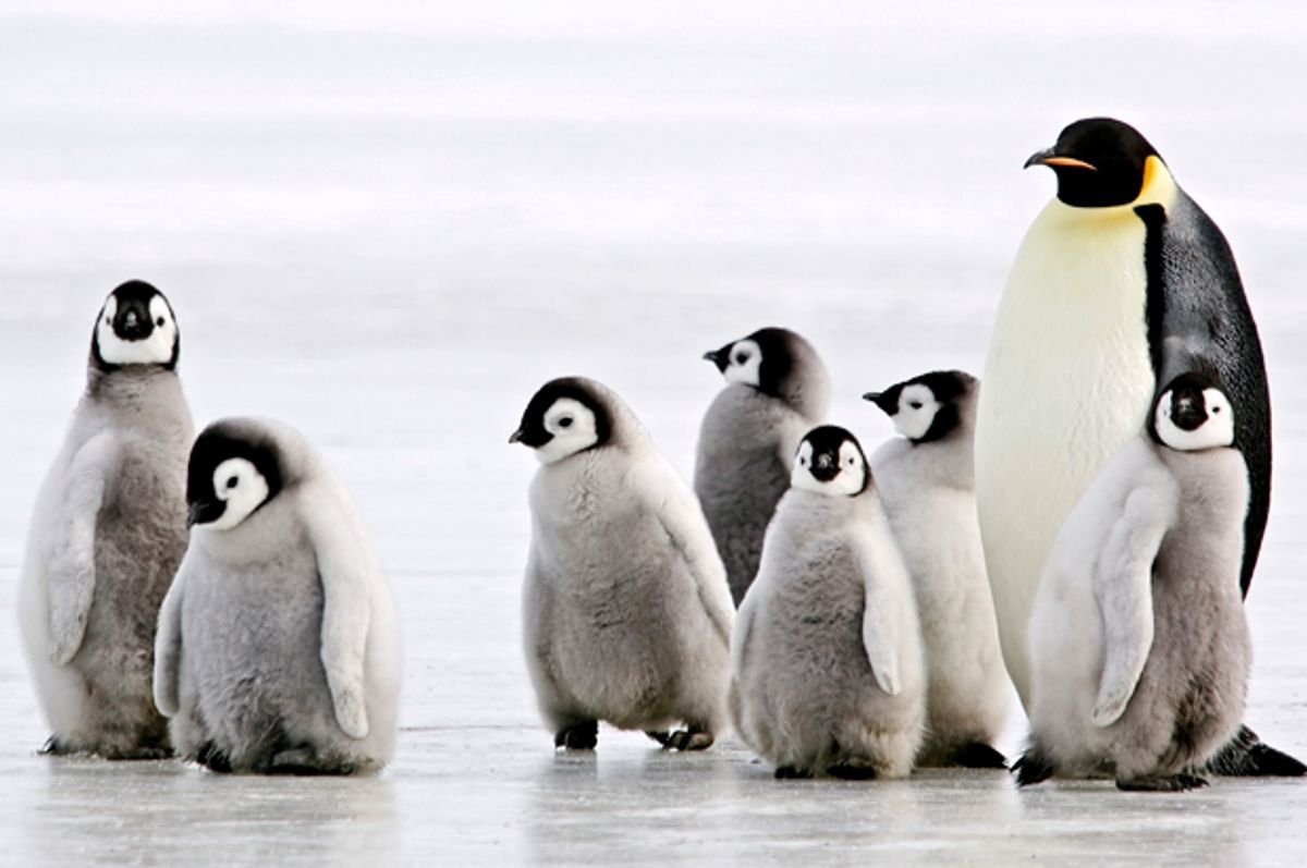 Где есть пингвины. Пингвиний детский сад в Антарктиде. Ясли пингвинов. Пингвины с пингвинятами. Маленький Пингвин.