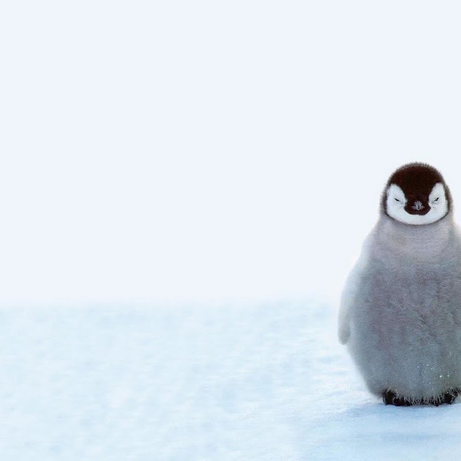 Серый пингвин