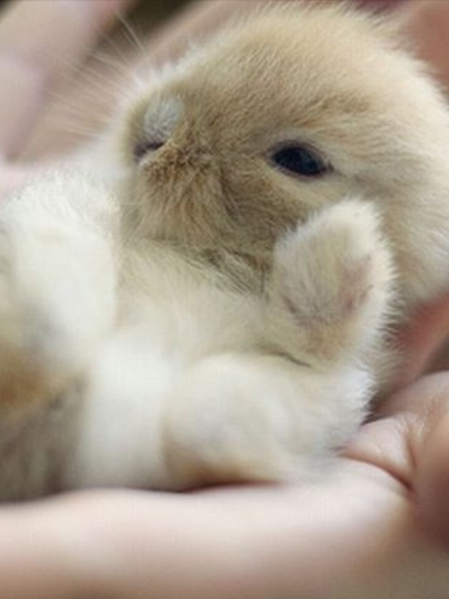 Большие и маленькие кролики. Маленький зайчик. Милые зайчики. Самые милые животные. Милые кролики.