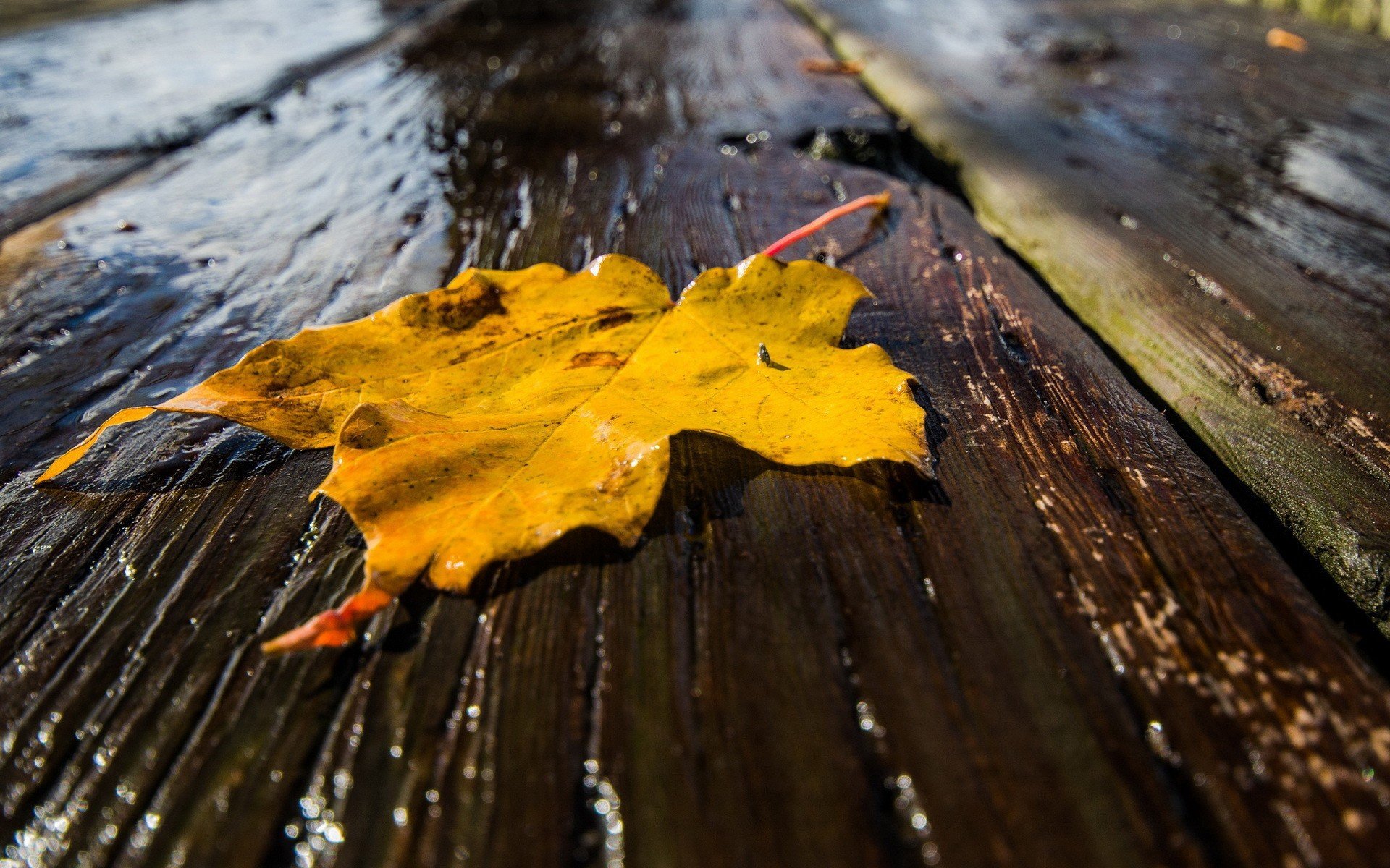 Анализ осенний дождь. Дождливая осень. Осень дождь. Листья в луже. Картинки на рабочий стол осень дождь.