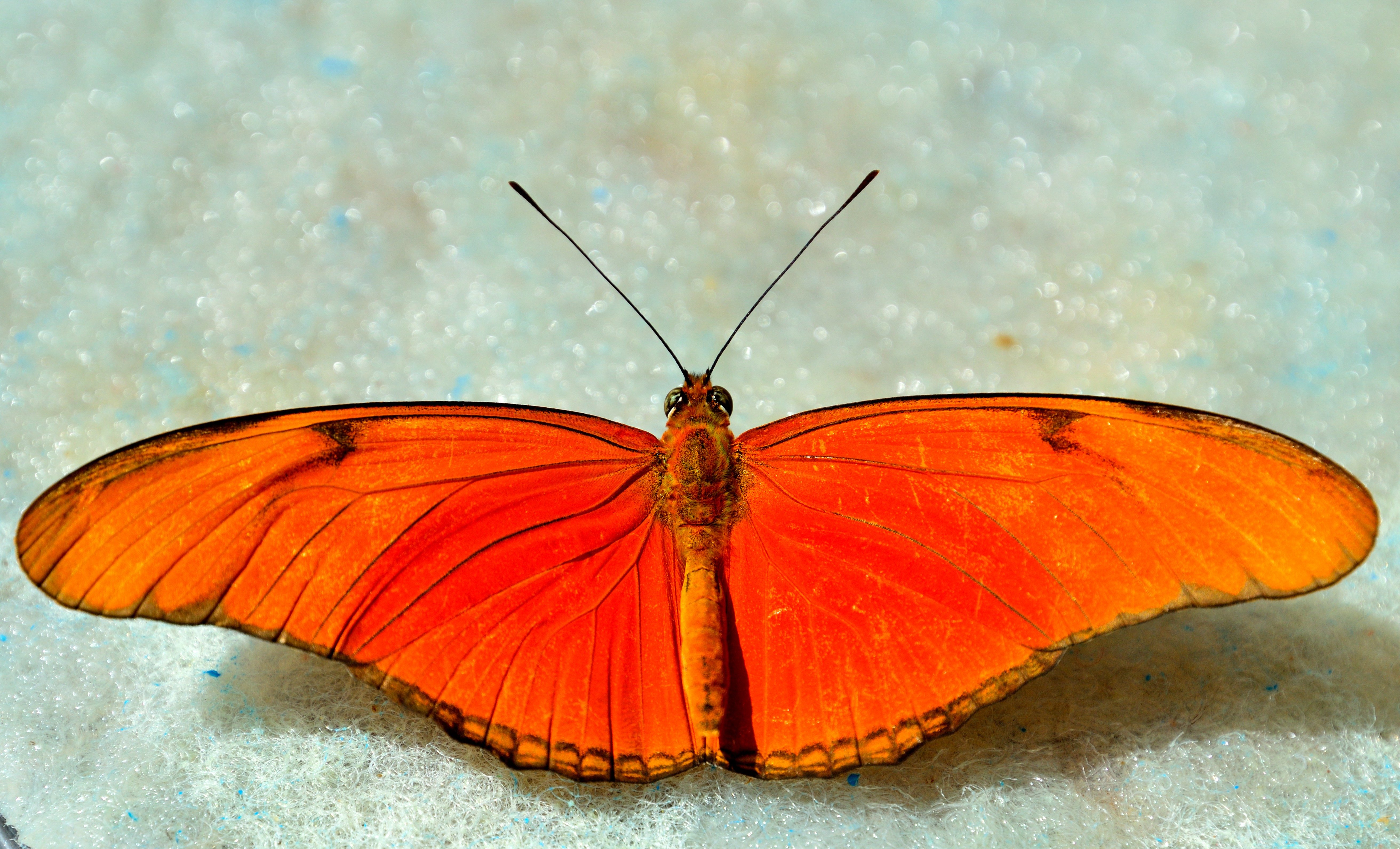Бабочка с яркими крыльями. Горгеус бабочка. Eudocima phalonia бабочка. Катакора Колима бабочка.