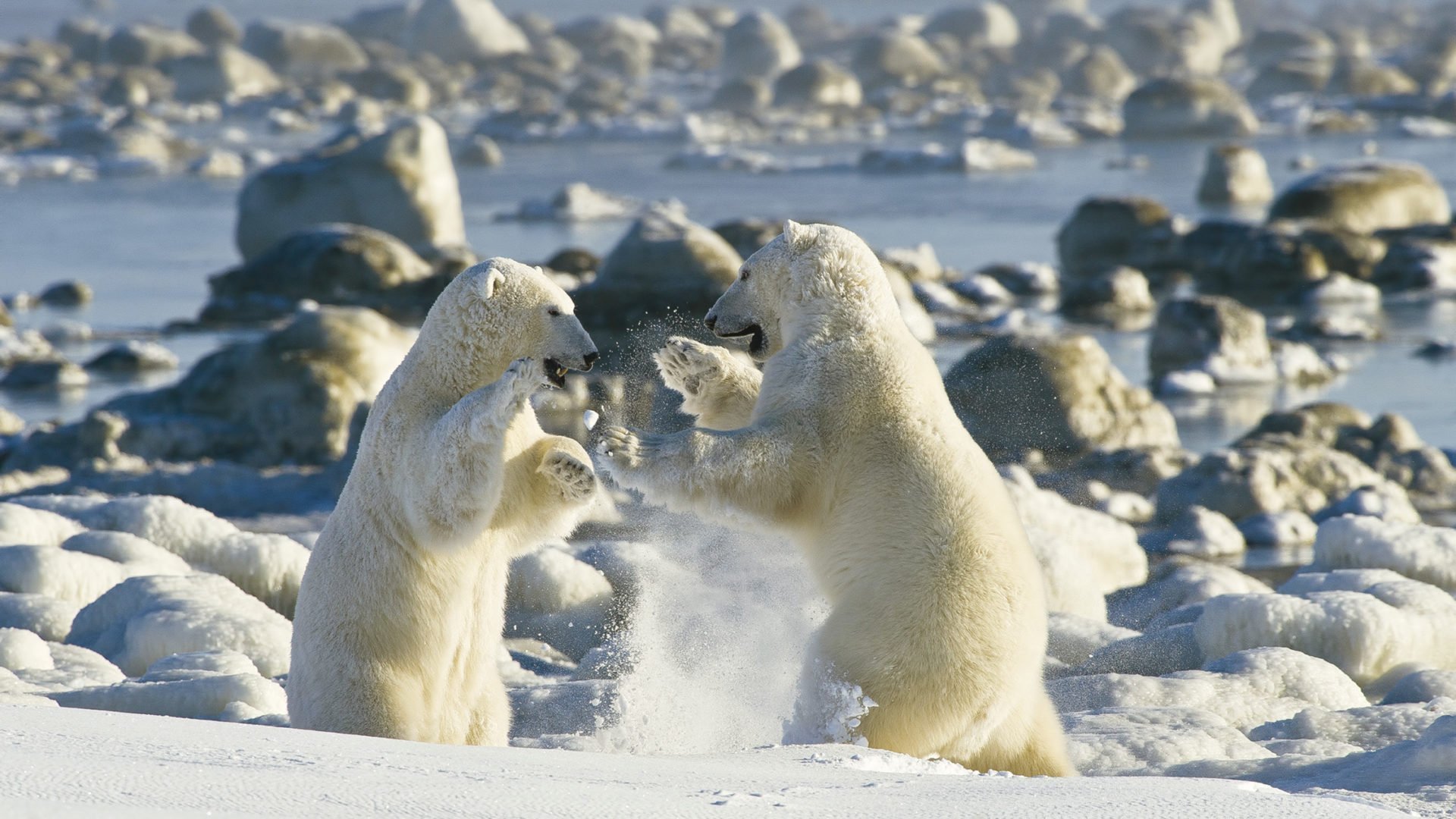 Северный ледовитый животный мир. Полярные медведи в Черчилле, Манитоба. Северный Ледовитый океан белый медведь. Белые медведи в Арктике. Черчилл – столица белых медведей.