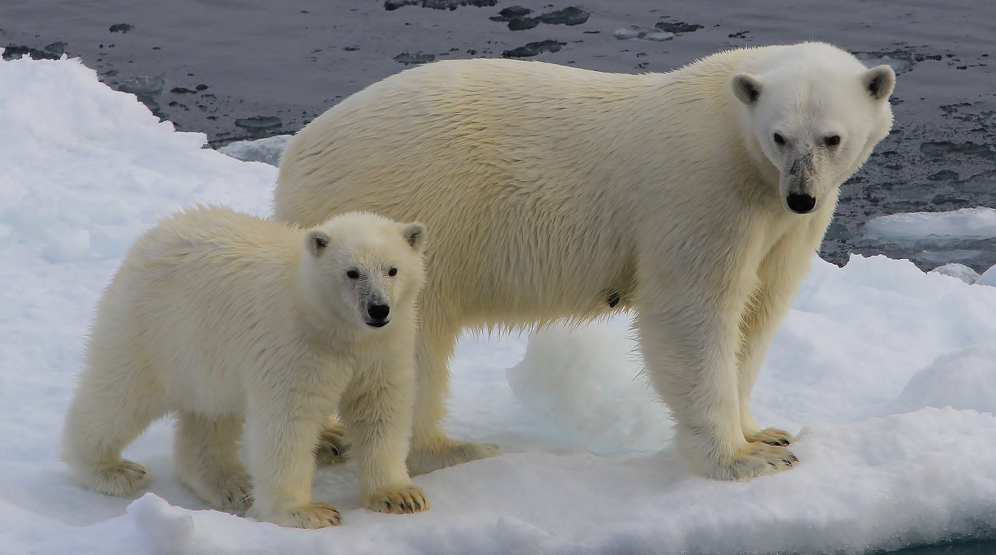 Парк северных животных. Белый медведь в Северной Америке. Гренландия белые медведи. Гренландский национальный парк животные. Белый медведь Ursus maritimus.