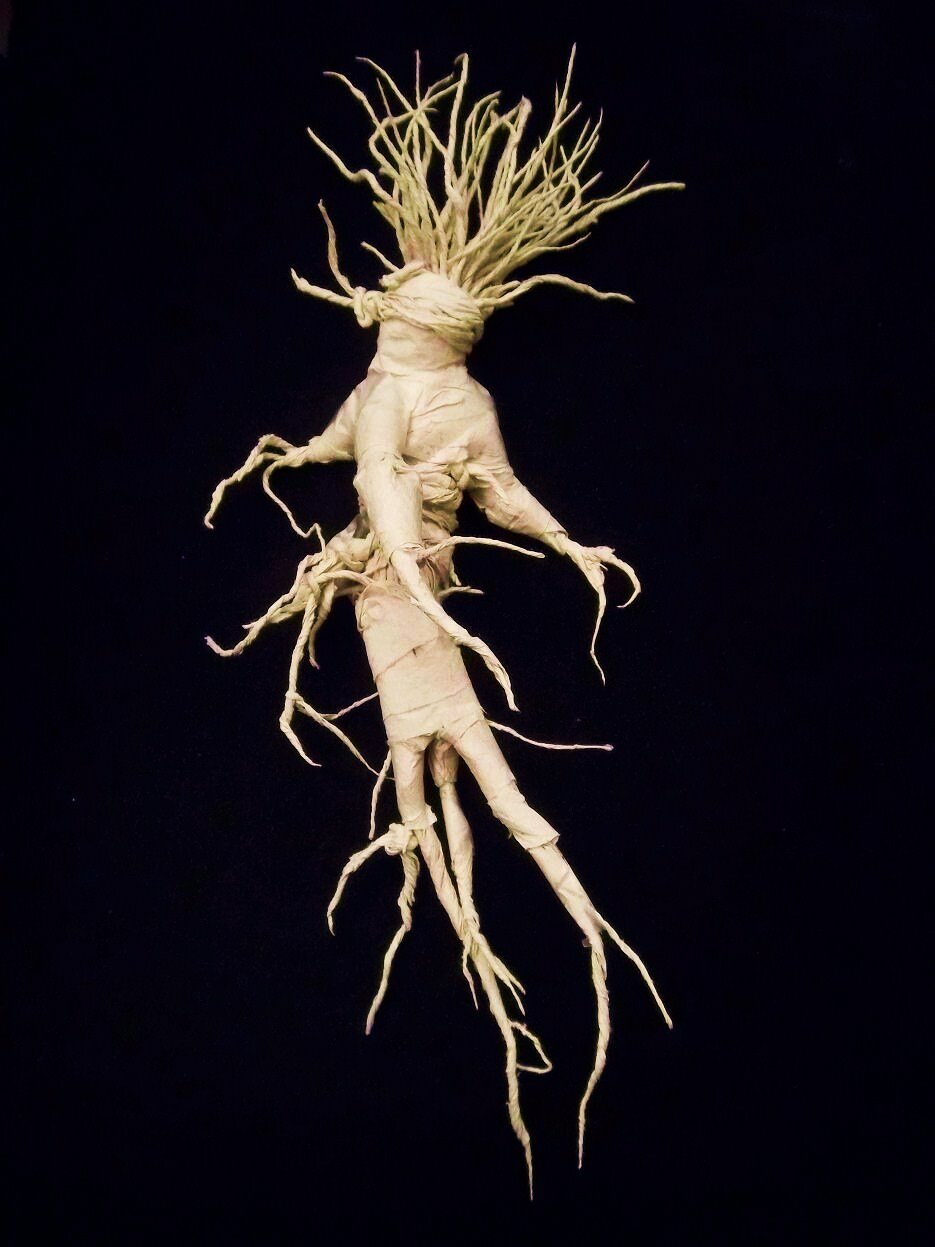 Мандрагора растение корень