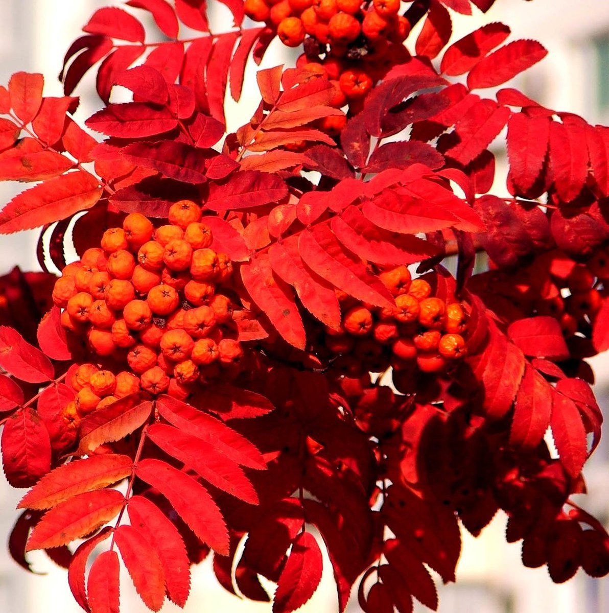 Рябина и клен дерево. Рябина красноплодная. Sorbus vilmorinii. Осенняя рябина. Рябина осенью.