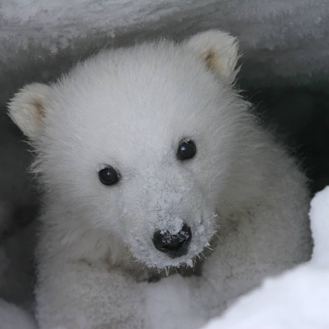 Маленький белый медвежонок