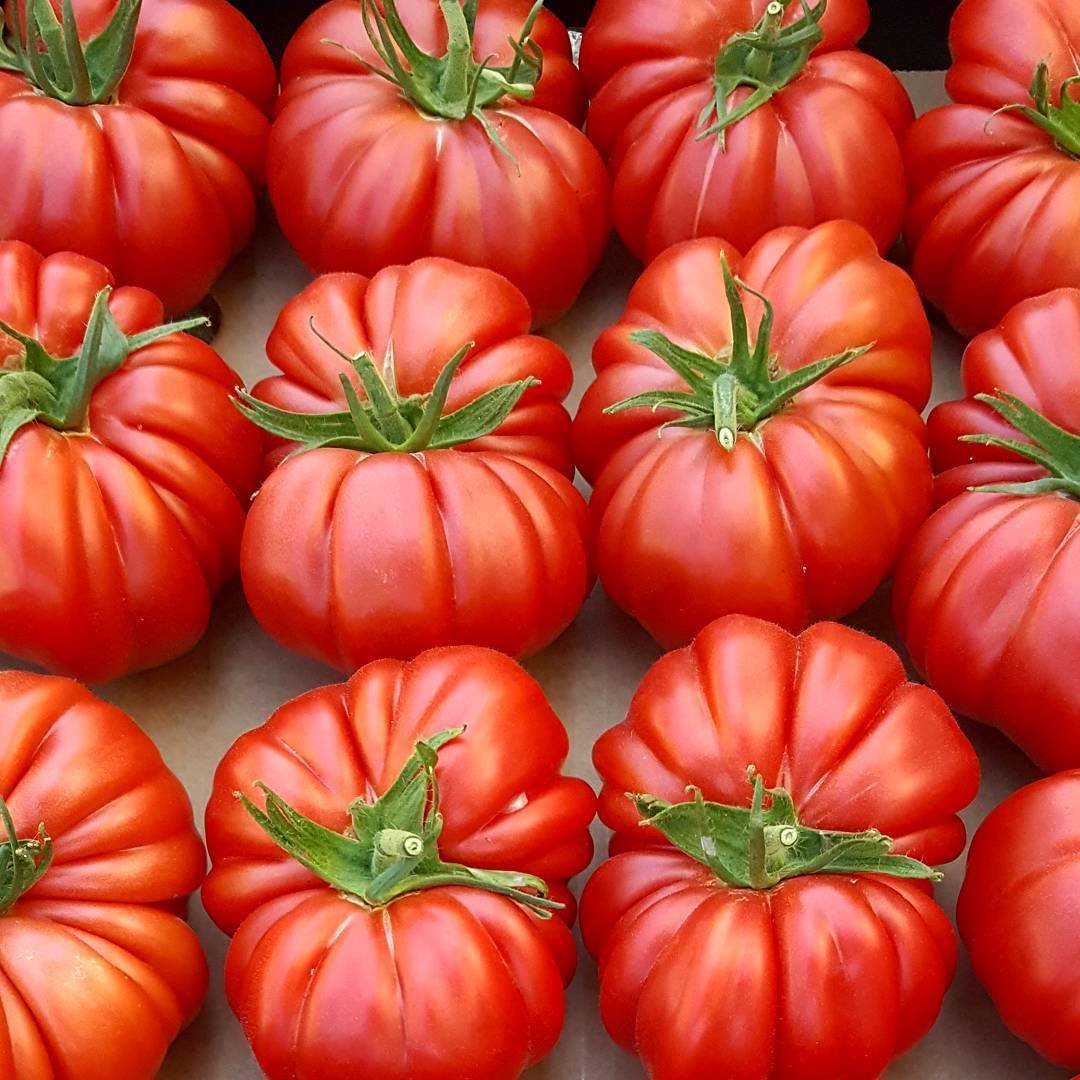 Семена томатов название. Томат Беатрис f1.