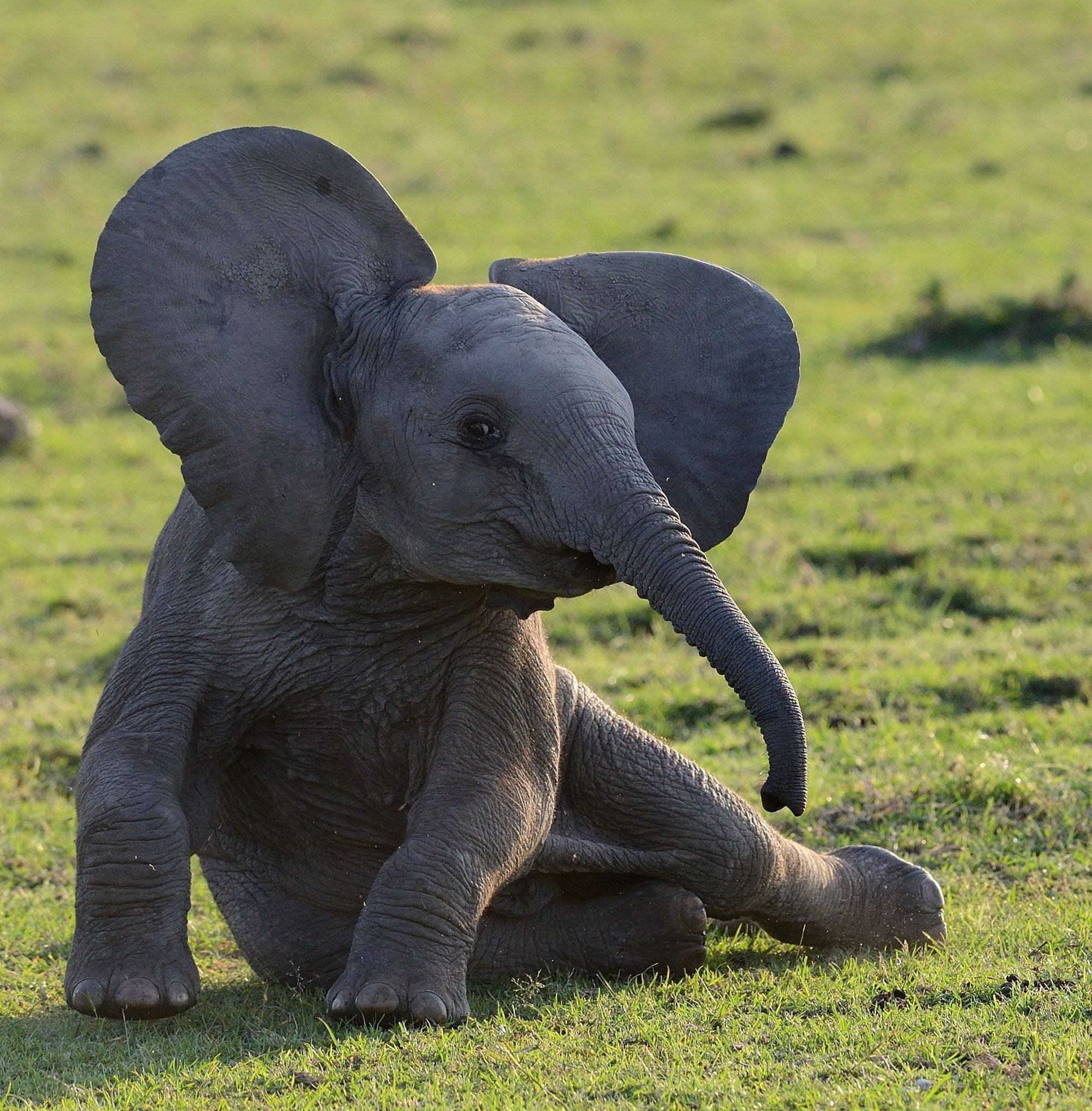 Веселый слоник