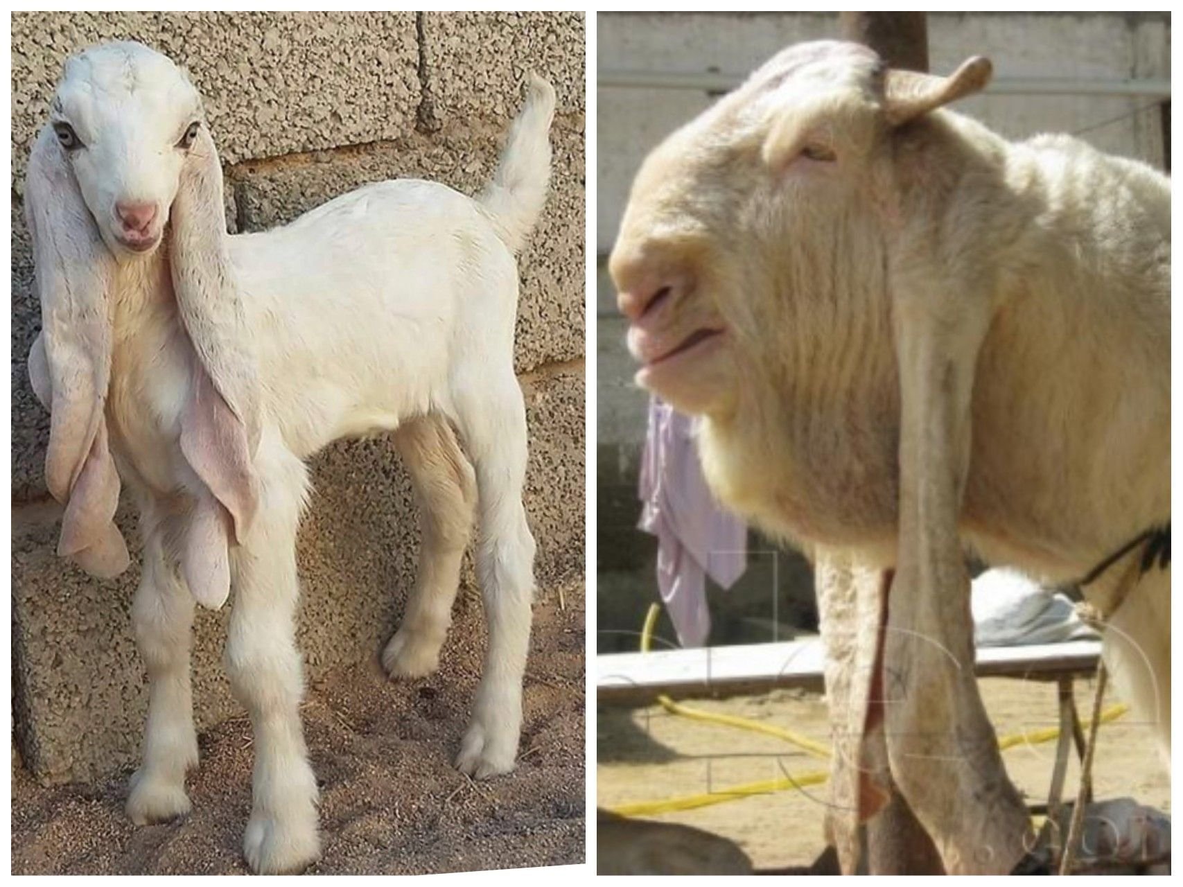 Козел камори. Дамасская коза Шами. Козы породы Шами. Шами дамасская дамасская коза. Гулаби козы.