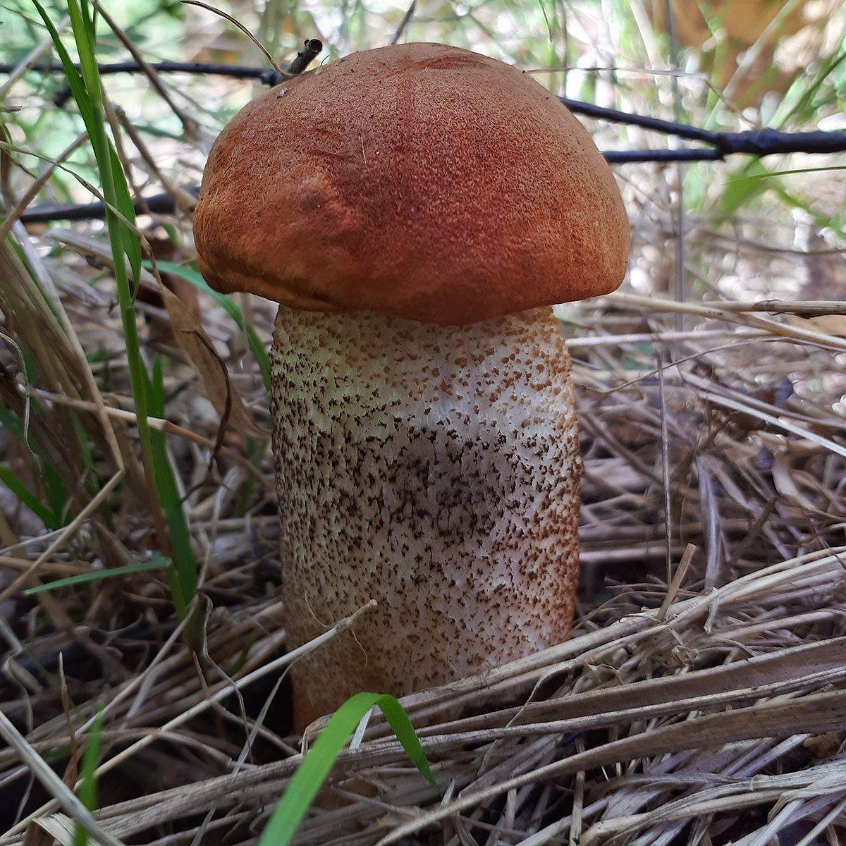Подосиновик благородный гриб
