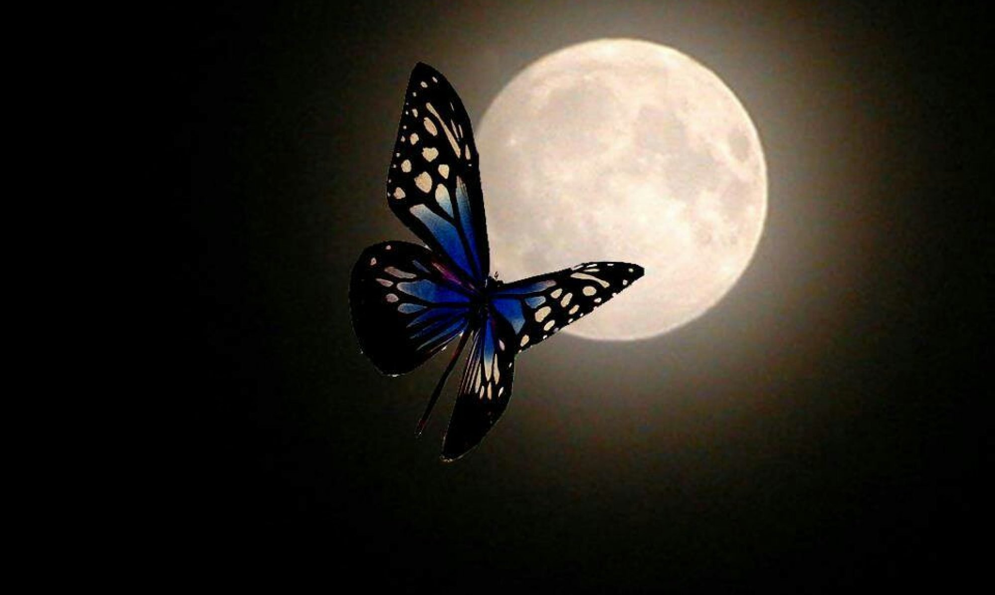 Спящие ночью бабочки. Бабочка Луна. Бабочка ночью. Бабочки летают ночью. Бабочка на фоне Луны.