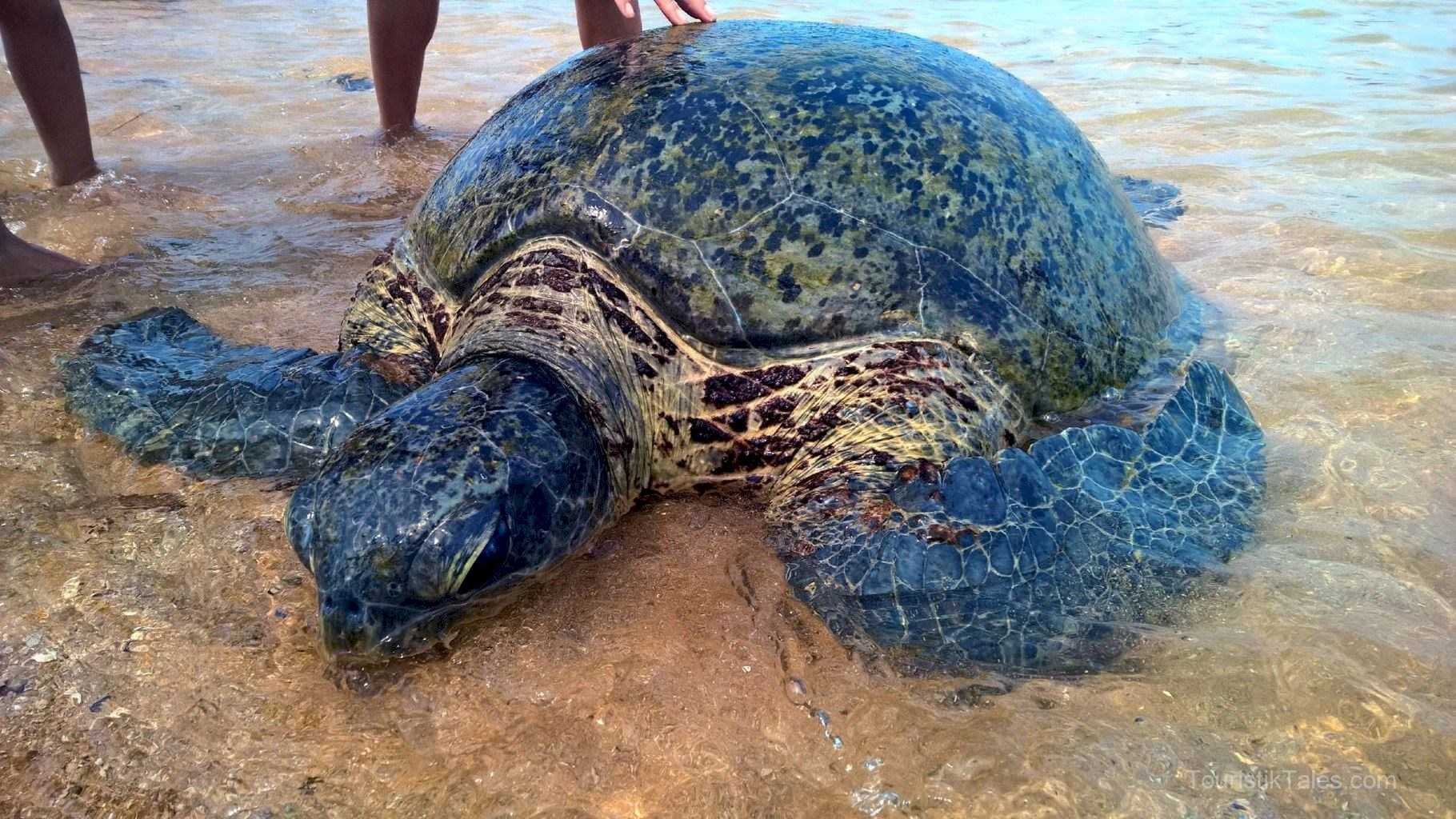 Пляж черепах на шри ланке. Хиккадува Черепаший пляж. Экскурсия морские черепахи Шри Ланка. Черепахи на Шри Ланке. Хиккадува Шри Ланка черепахи.