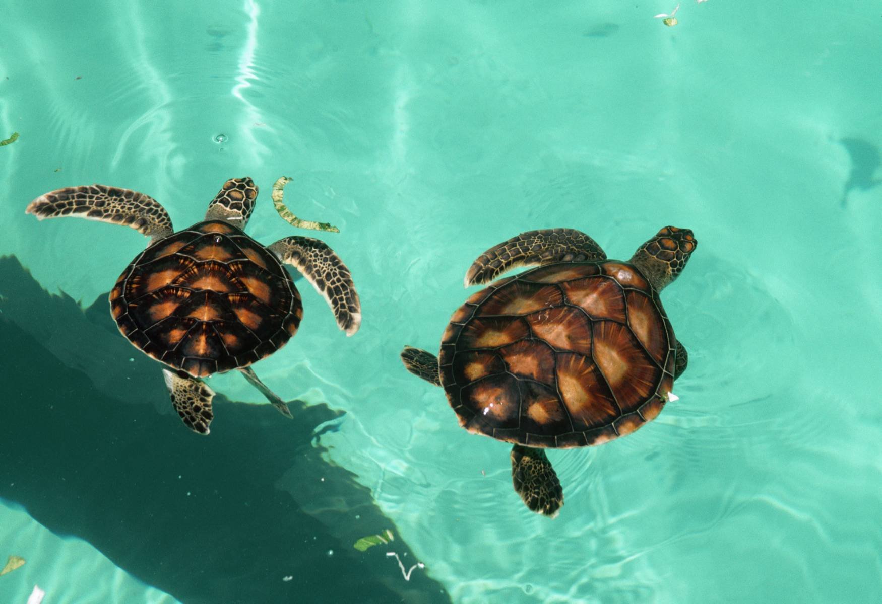 Плавающая в море черепаха 5. Черепаха бисса (Каретта). Бисса Черепашонок. Морская черепаха.