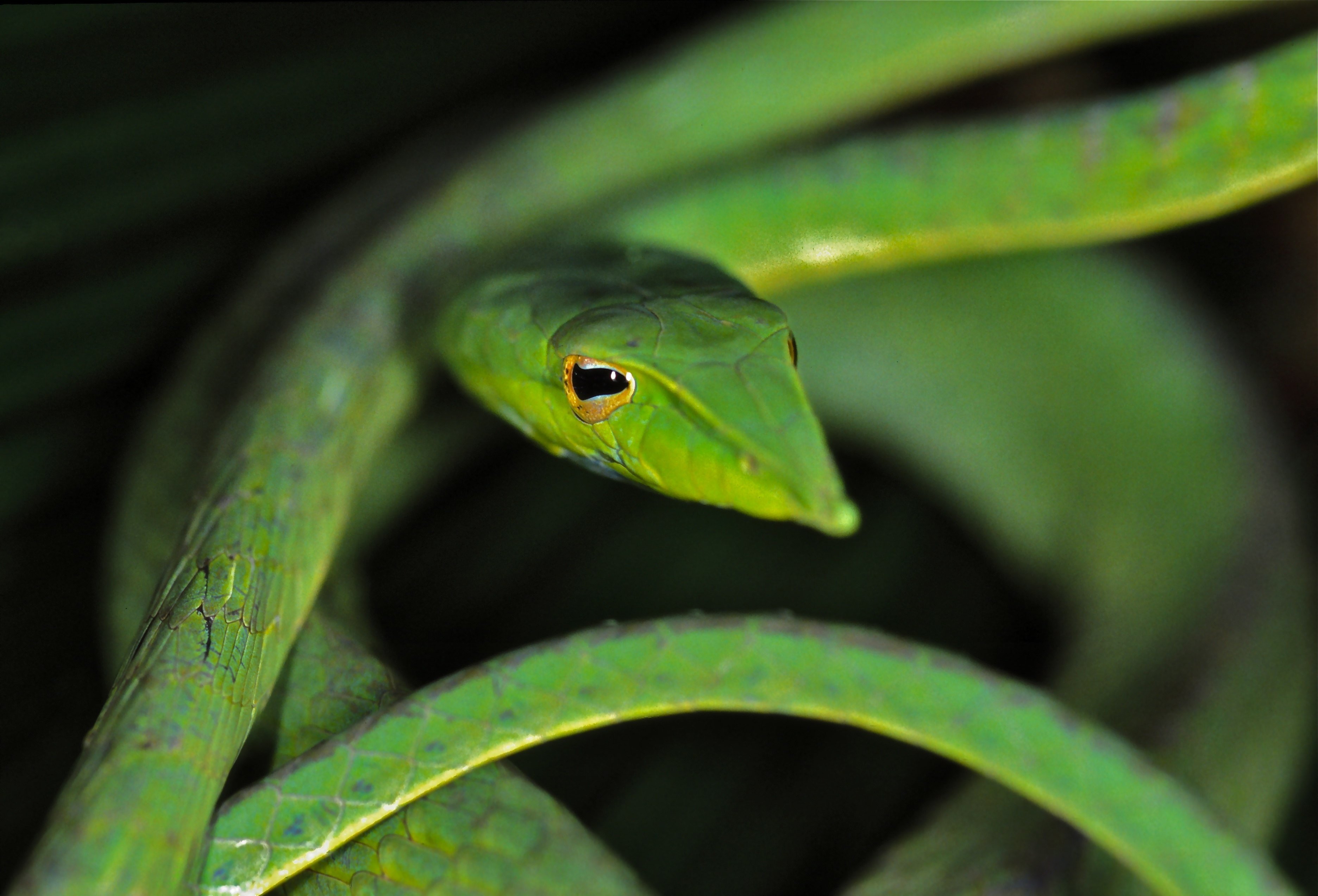 Змея длиннорылая плетевидка. Змея зеленая плетевидка. Виноградная змея (длиннорылая плетевидка). Носатая плетевидная змея.