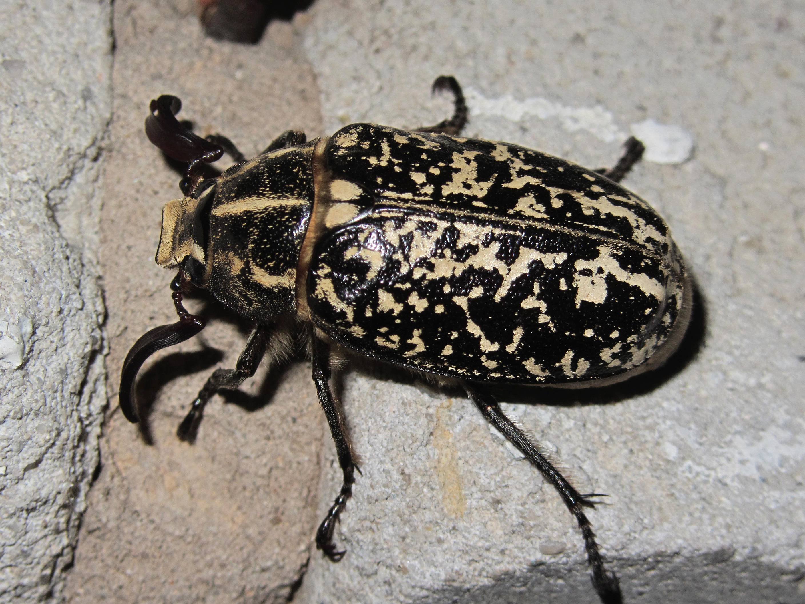 Пестрый жук. Мраморный хрущ Жук. Хрущ мраморный – polyphylla fullo (Linnaeus, 1758). Хрущи жуки пятнистые. Мраморный хрущ Полифилла.