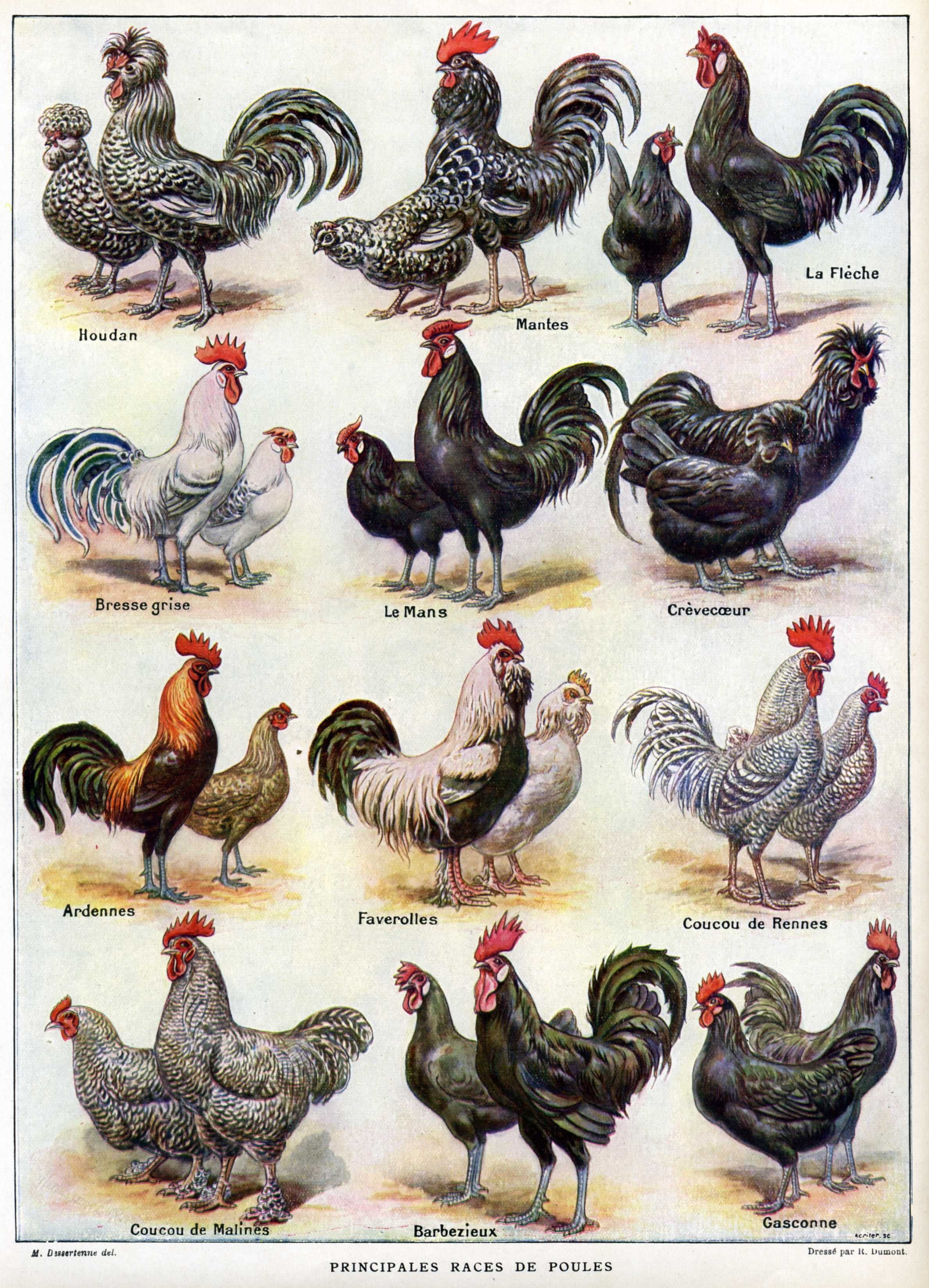 Разные породы петухов и куриц