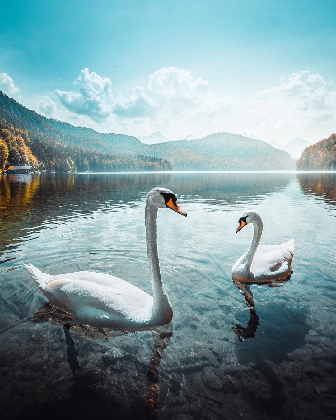 Красивые озера лебеди. Красивые лебеди. Лебеди на озере. Красивые пейзажи с лебедями. Красивые лебеди на озере.