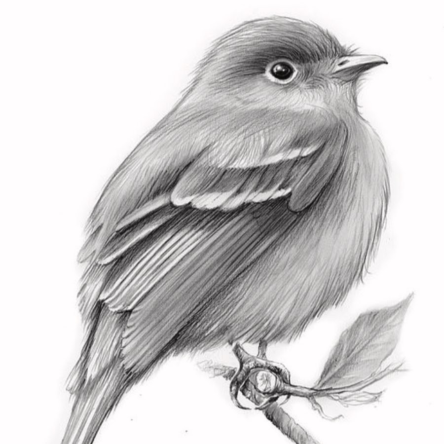 Наброски птиц карандашом