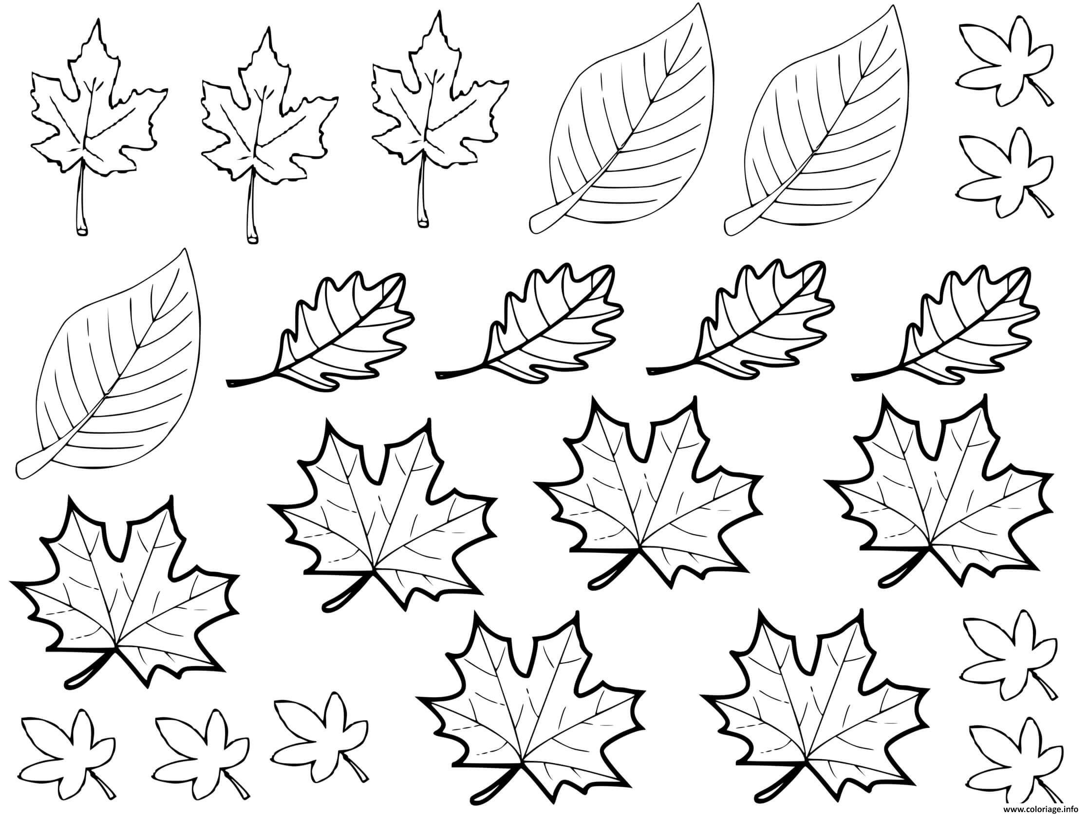 Красивые шаблоны листьев. Осенние листочки трафарет. Листья раскраска. Раскраска листьев. Кленовый лист раскраска.