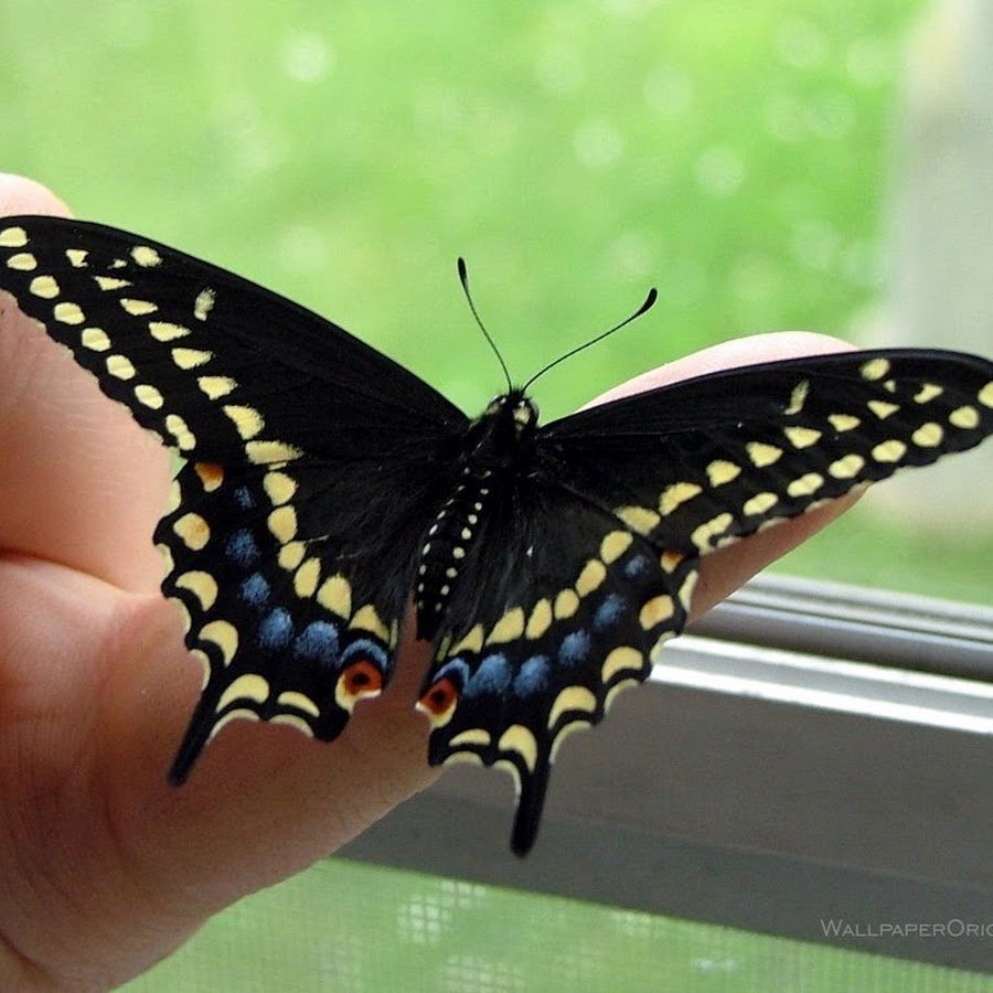 Черные бабочки 1. Бабочки. Большая бабочка. Темная бабочка. Черный мотылек.