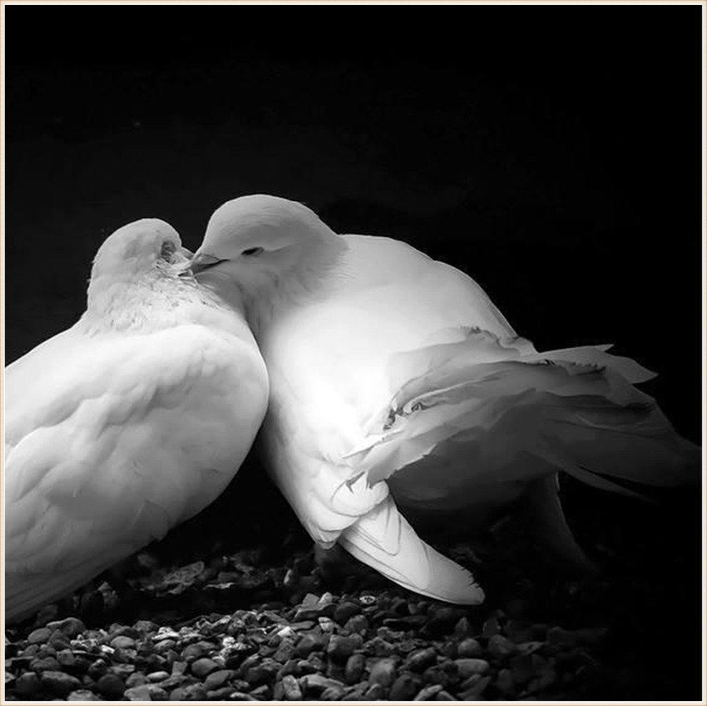 Птица любовь текст. Белый голубь. Два голубя. Голубь черно белый. Птица любви.