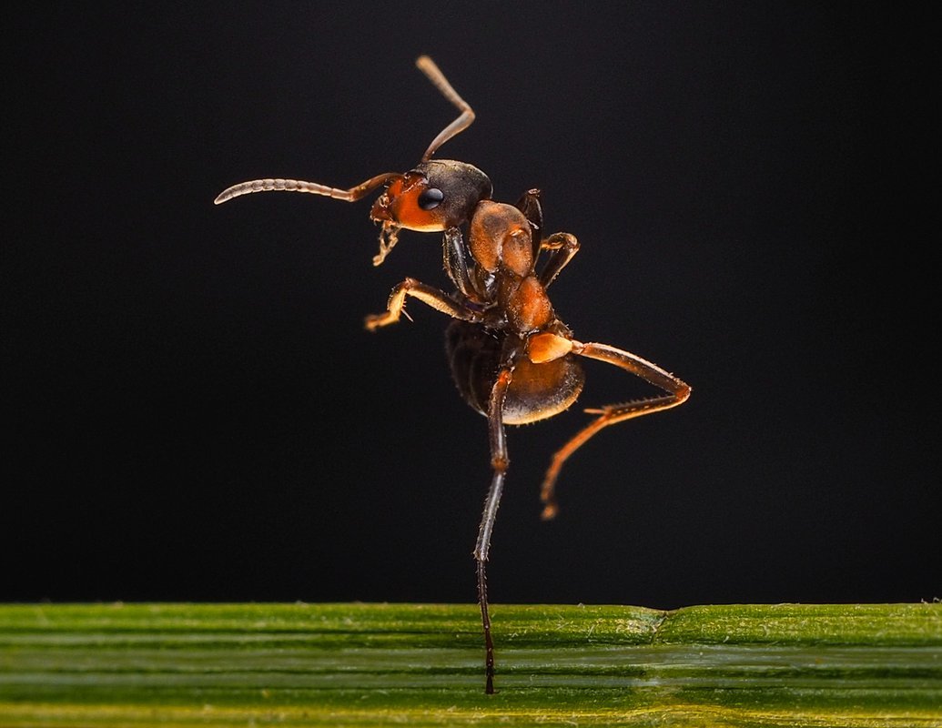 Танцующие насекомые