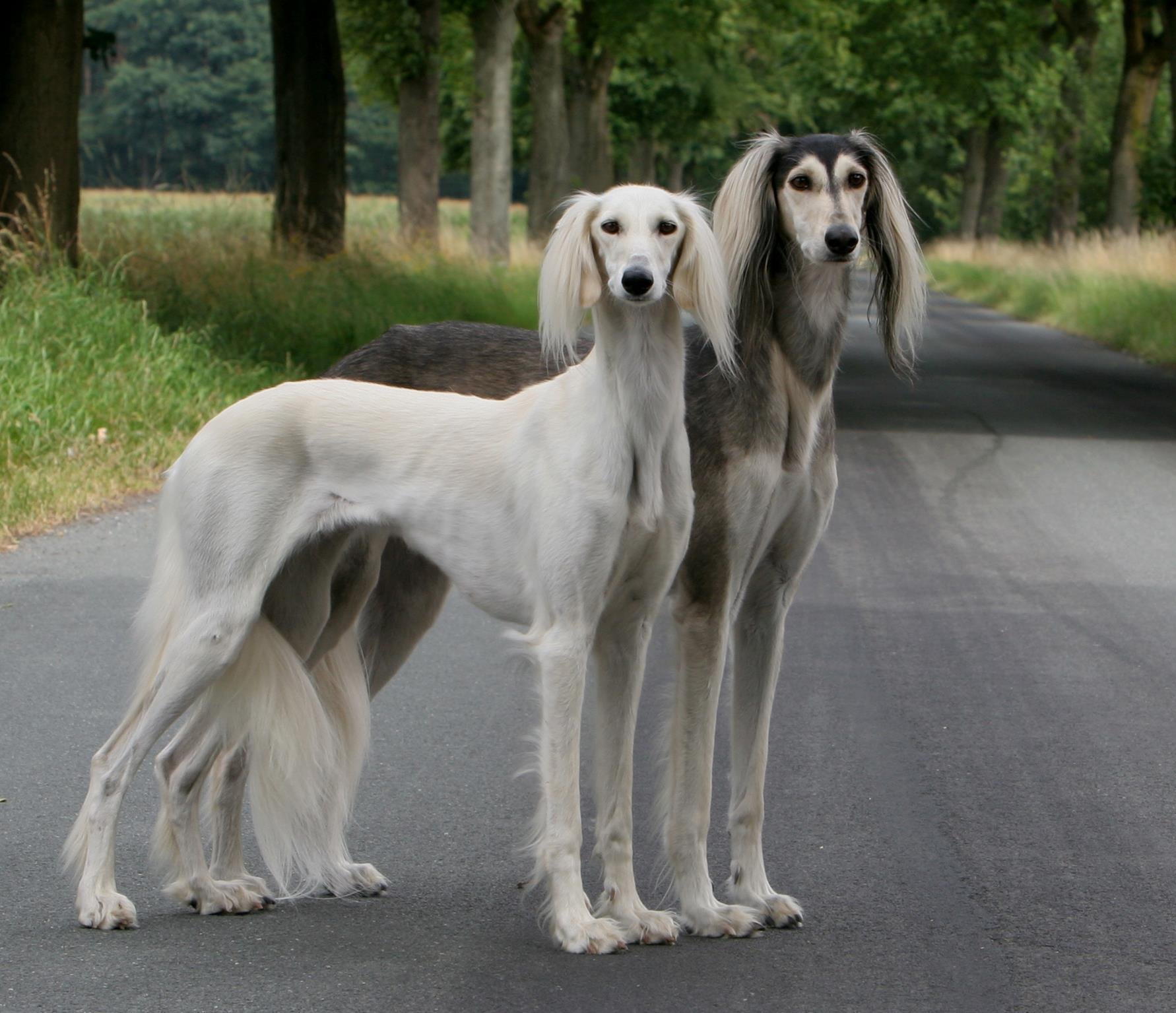 Собаки с длинным хвостом