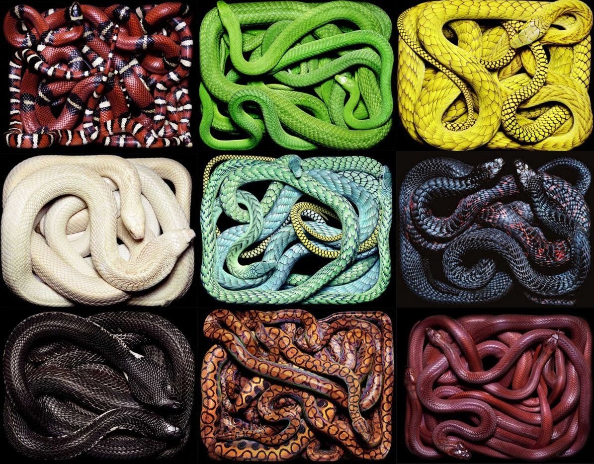 Цветная змея