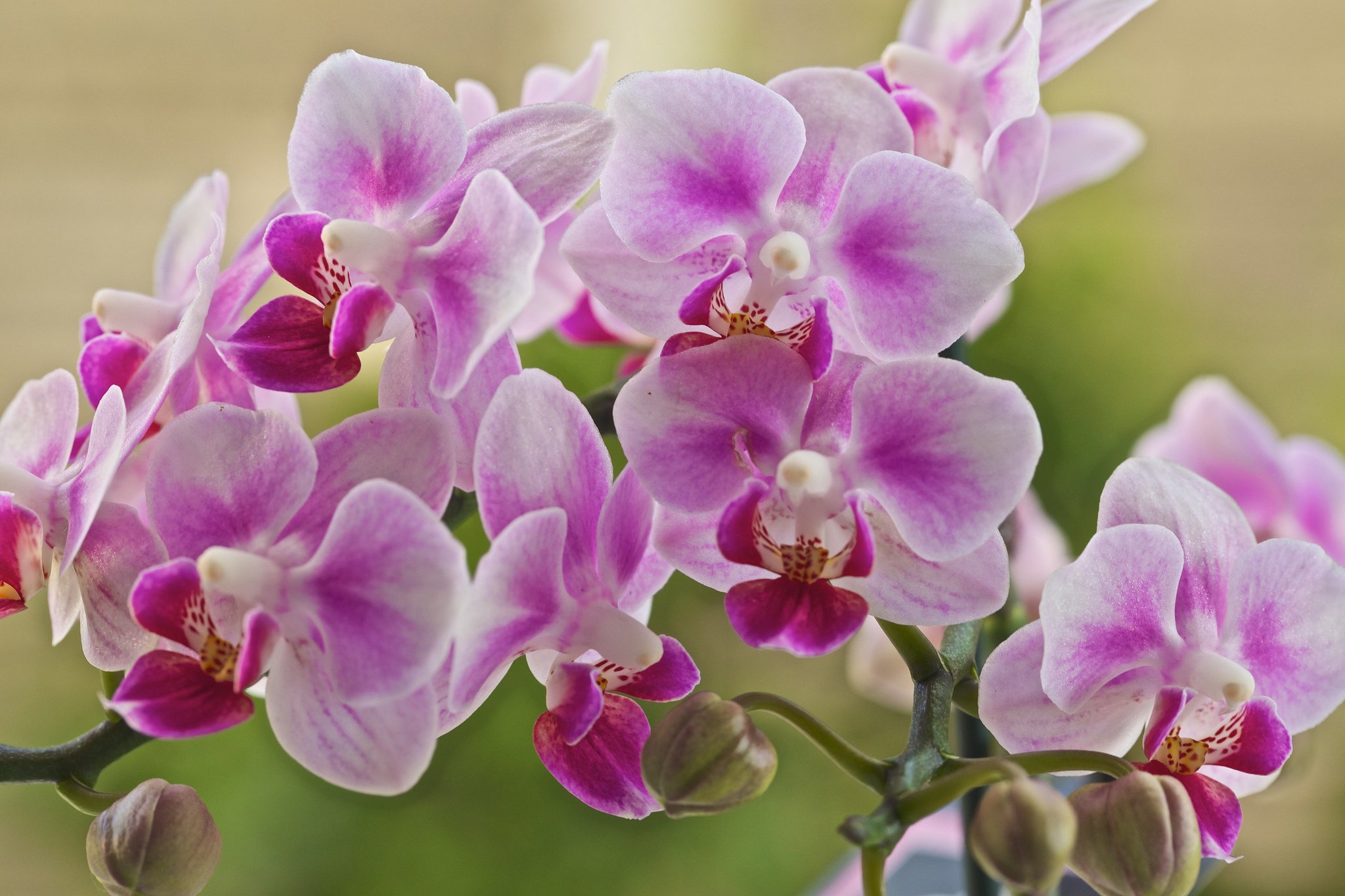 Flowers orchids. Фаленопсис Пинк Петалс. Орхидея фаленопсис Брион. Фаленопсис Орхидные. Орхидея Phalaenopsis Ikaria.