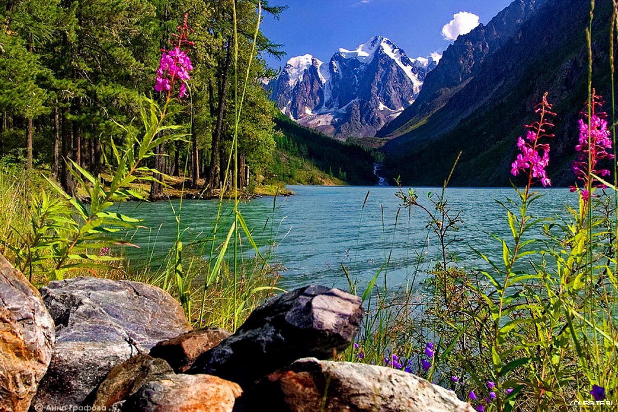 Недавно был образован государственный природный заповедник. Шавлинские озера. Шавлинское озеро Алтай. Катунский заповедник Республика Алтай. Шавлинские озёра озёра Республики Алтай.