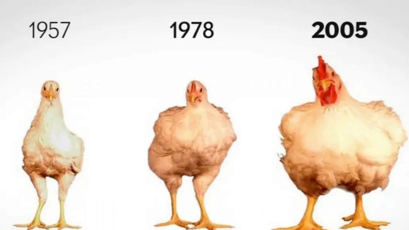 Курица между ног. Эволюция курицы. Куры. Эволюция бройлеров. Бройлеры и обычные куры.