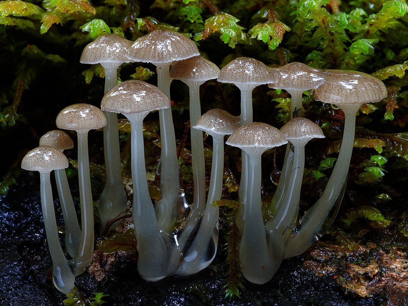 Экзотические грибы. Mycena austrororida. Грибы Кампанелла необычные грибы. Мицена волосистая гриб. Подосерпула Миранда гриб.