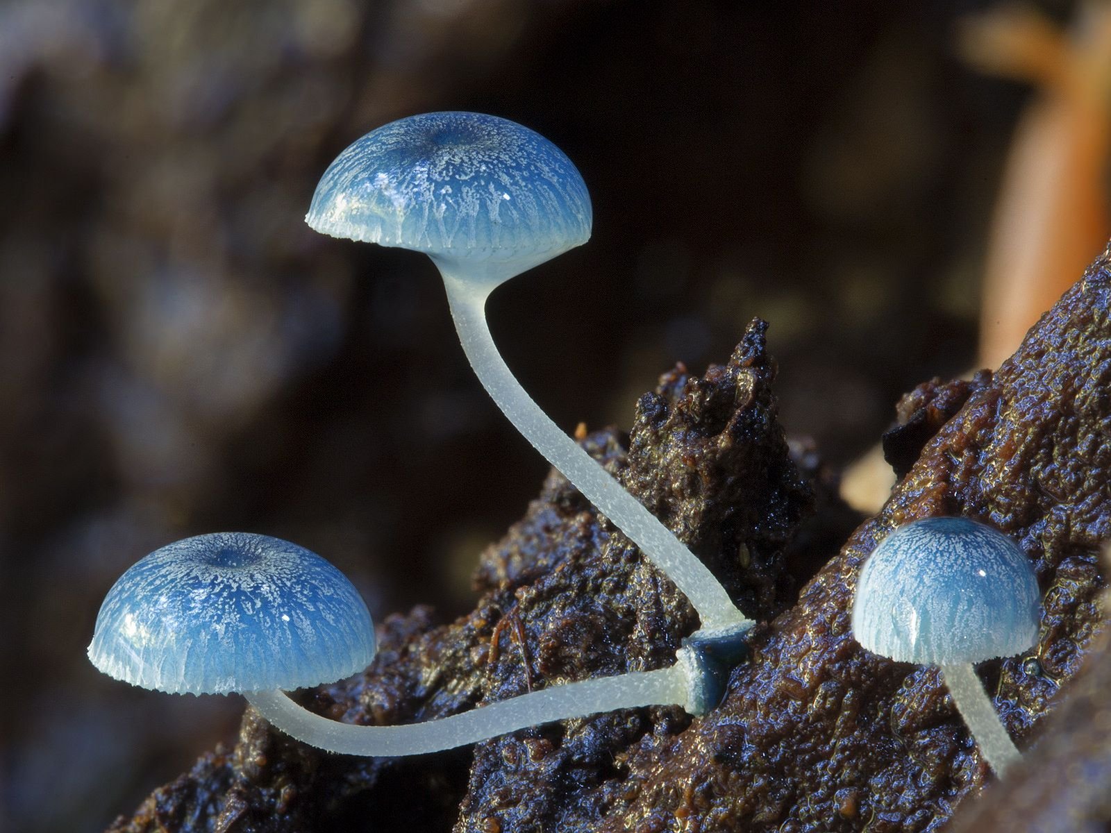 Экзотические грибы. Гриб строфария сине зеленая. Голубая Мицена. Мицена гриб. Мицена Синеголовая.