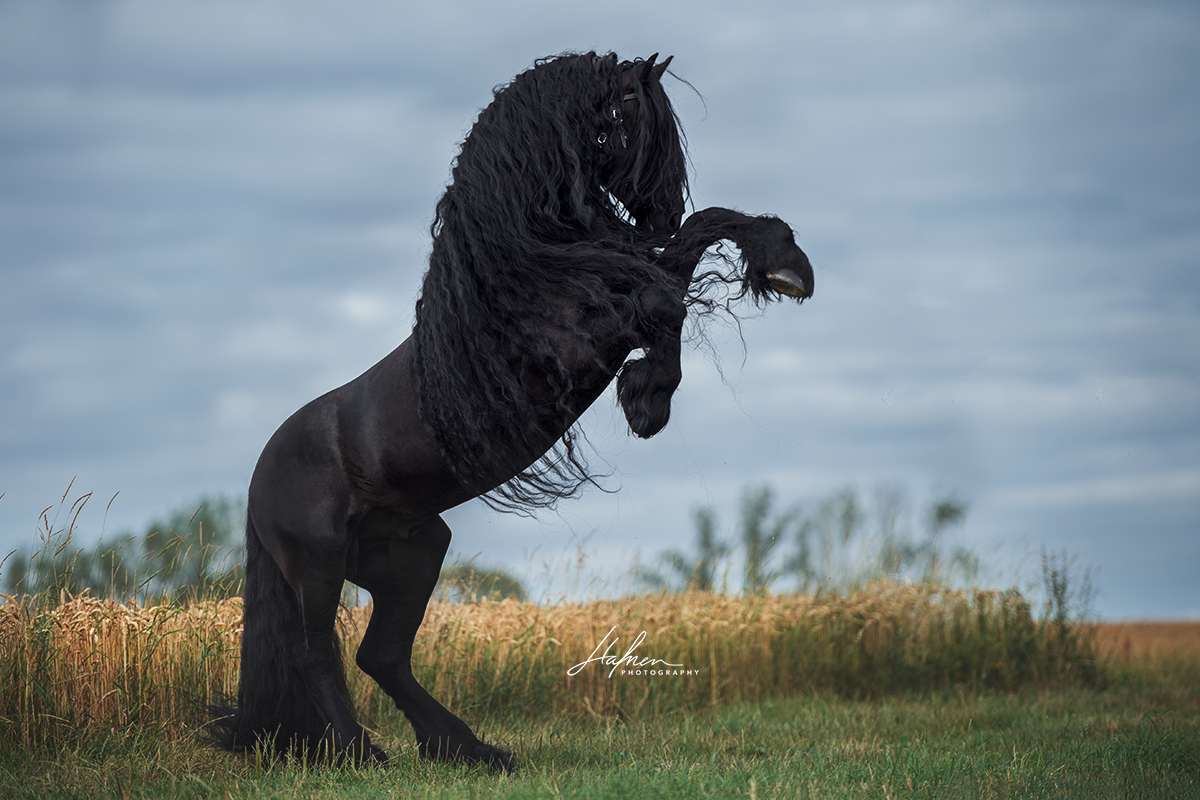 Без фриза. Фриз Фризская лошадь. Лошади фризской породы черная Жемчужина. Пепельно Вороная лошадь.