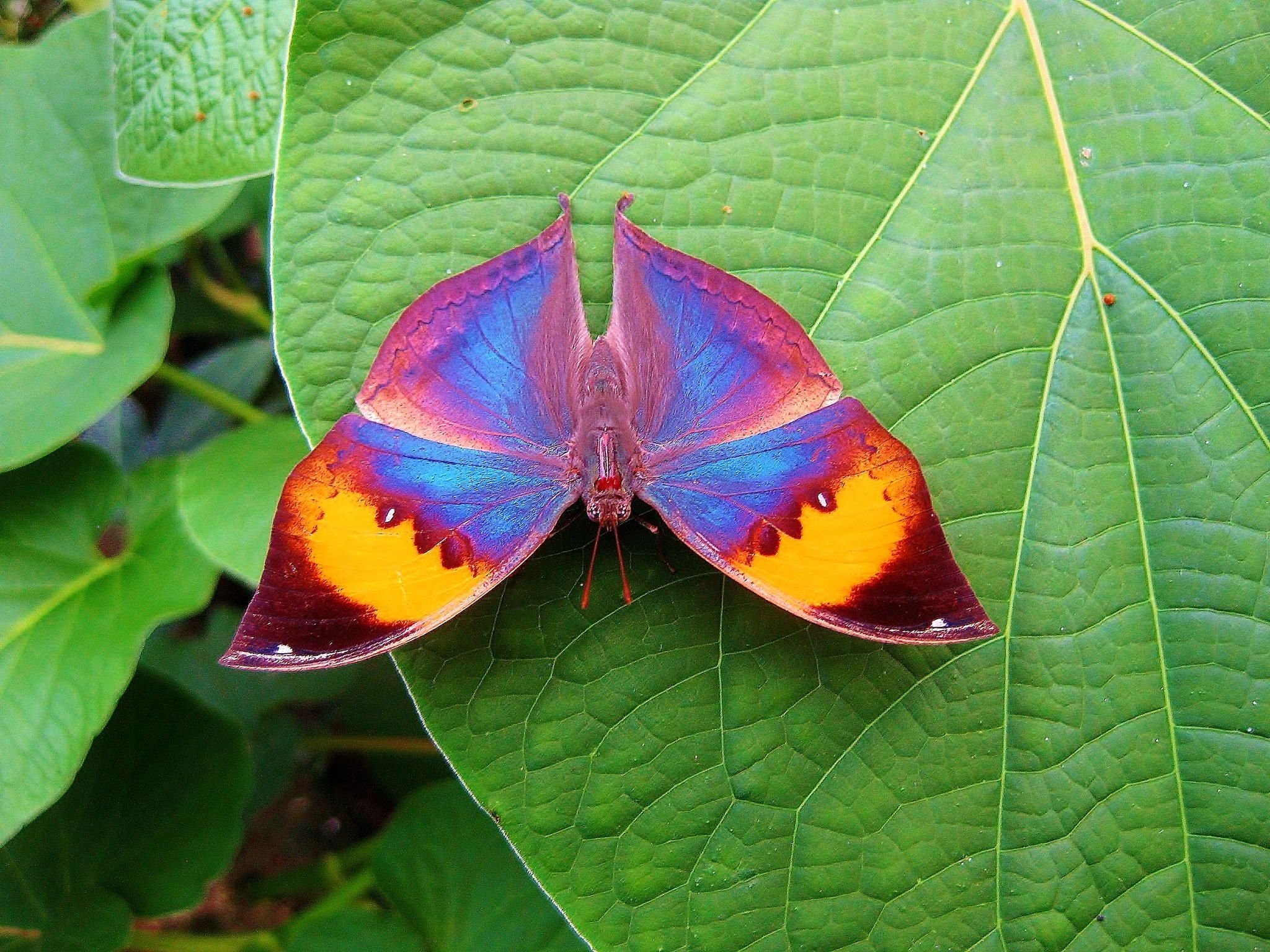 Кратко разноцветная бабочка. Малайский архипелаг бабочка Каллима. Радужная бабочка Хоопонопоно. Бабочка Каллима гусеница.