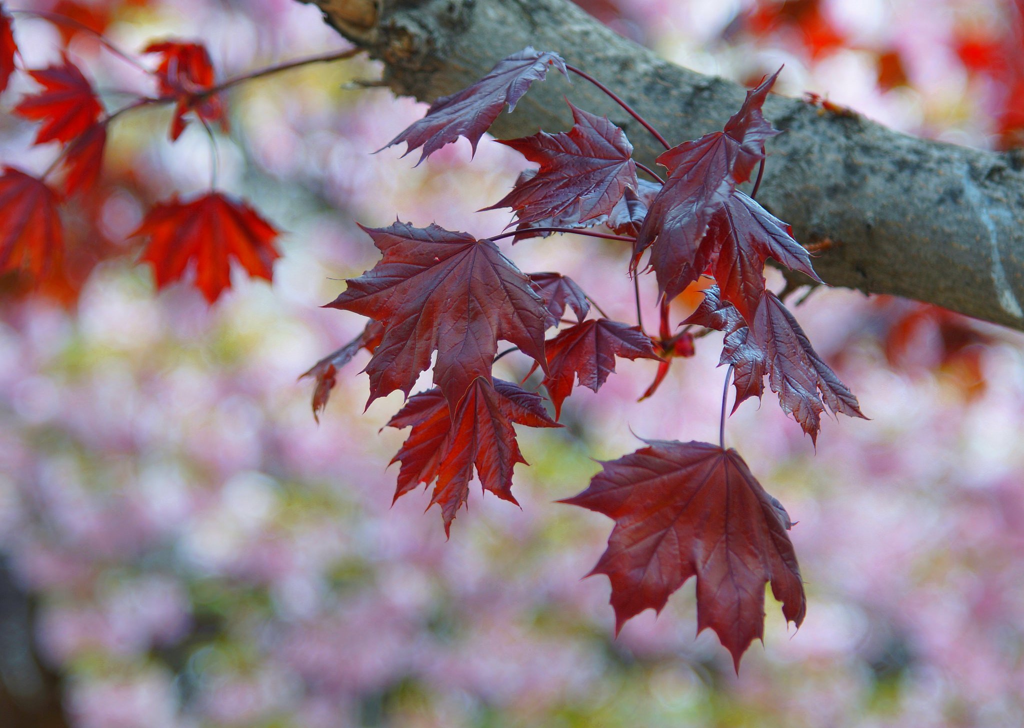 Качающаяся листва. Ветка осеннего дерева. Красивые листья. Красивые листья деревьев. Лист клена.