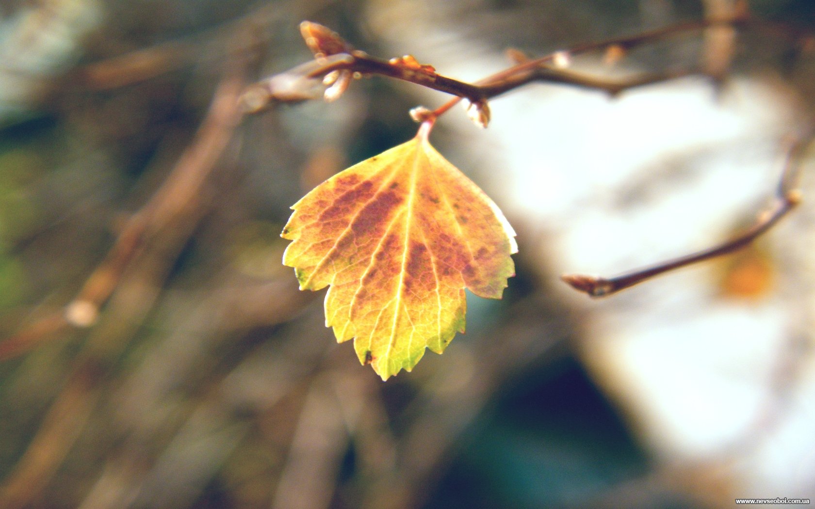 Качающаяся листва. Ветка с листьями. Одинокий осенний лист. Одинокий осенний лист на ветке. Последний лист осени.