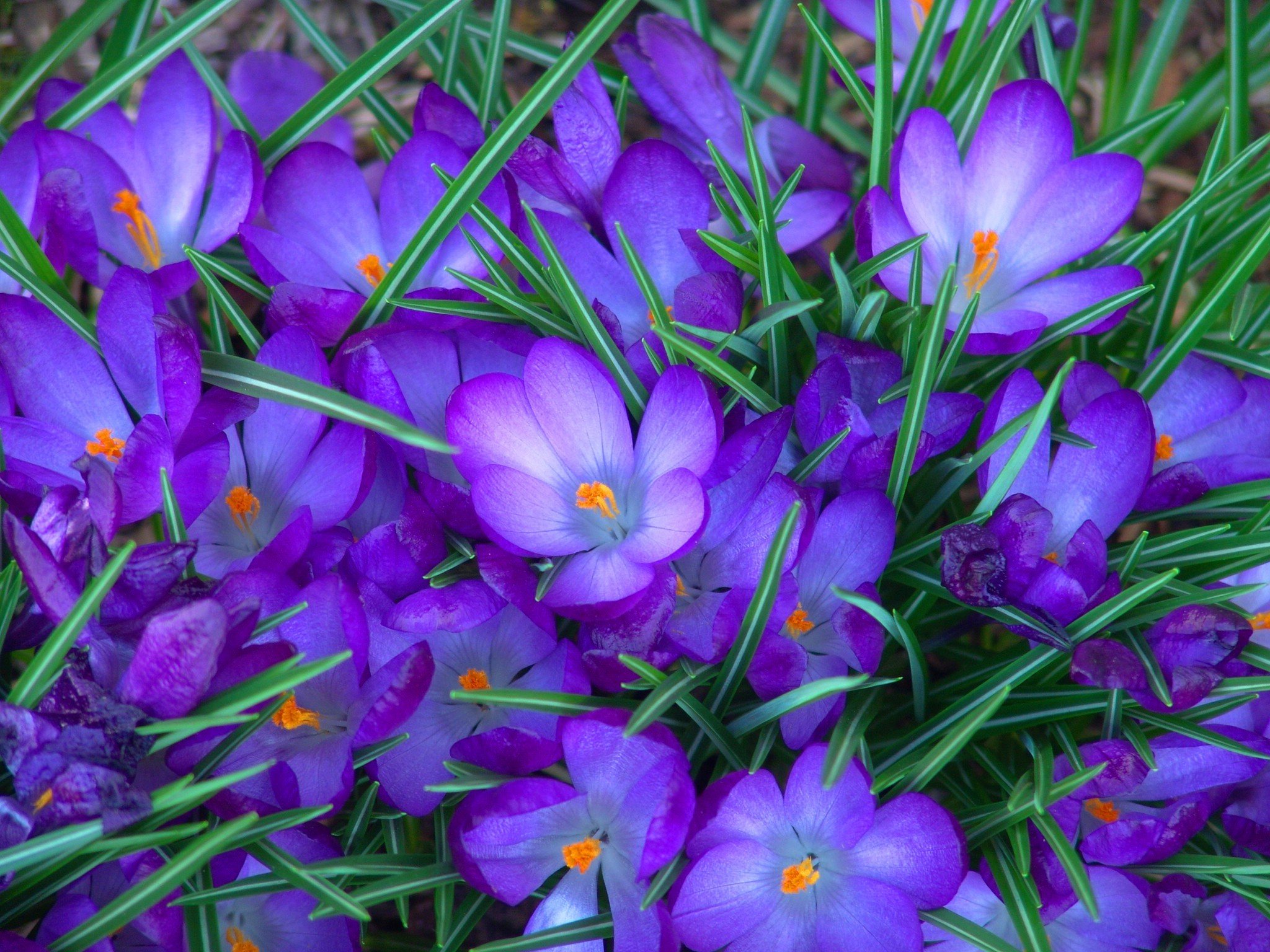 Крокусы картинки красивые. Крокус весенний Crocus vernus. Крокус фиолетовый первоцвет. Крокус Шафран синий. Крокус Баррз Пурпл.