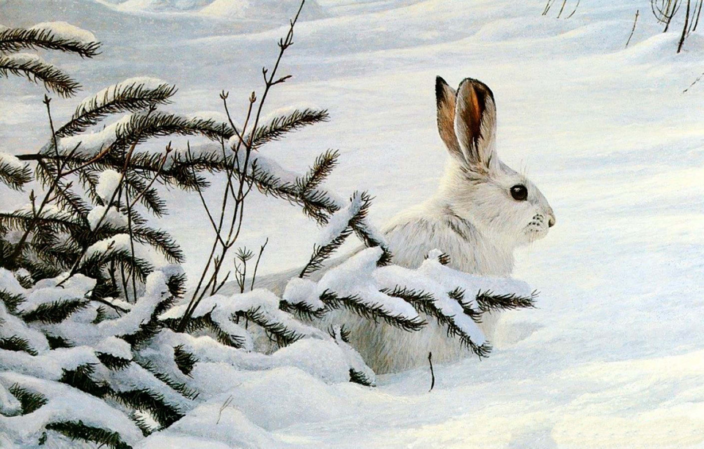 Зайка снегом. Заяц Беляк картина. Картина заяц Беляк Комарова. Заяц Беляк зима.